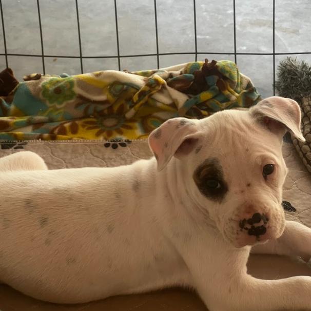 Blueberry, a Adoptable Mixed Breed in Mebane, NC image 2/4