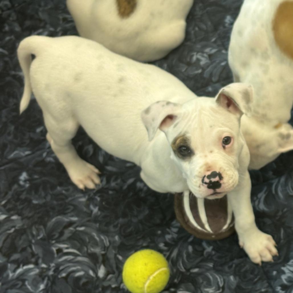 Blueberry, a Adoptable Mixed Breed in Mebane, NC image 3/4