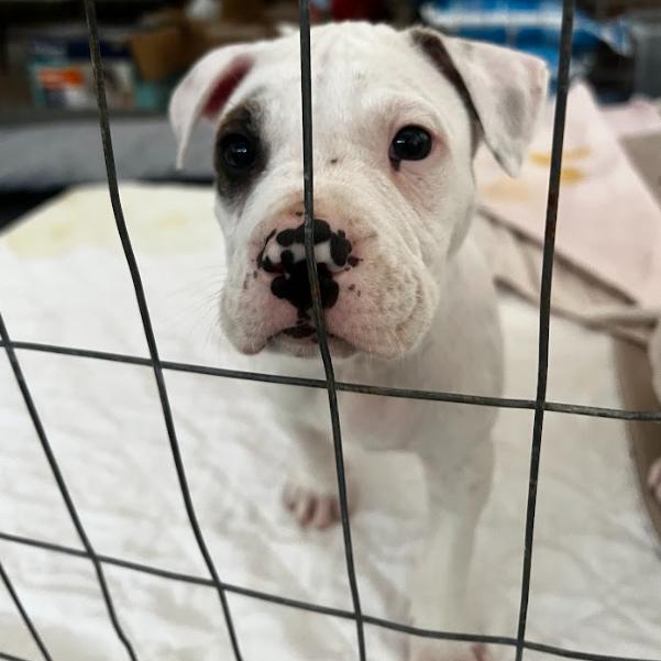 Blueberry, a Adoptable Mixed Breed in Mebane, NC image 4/4