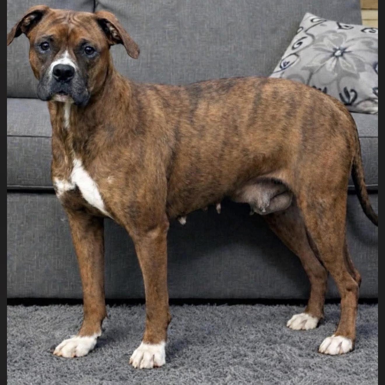 Enlarge Ruby, a ADOPTABLE mixed breed in Junction City, KY image 2/4