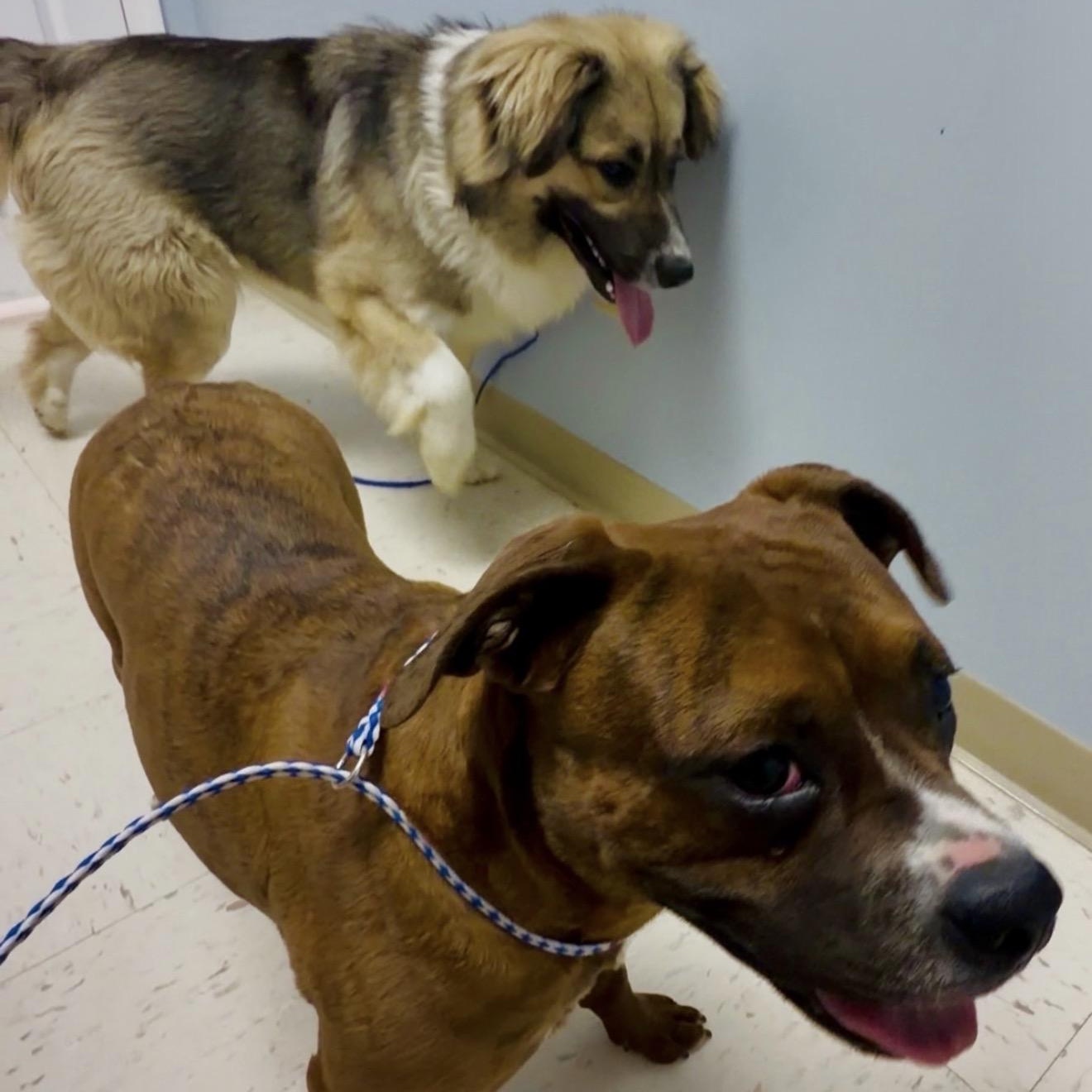 Enlarge Ruby, a ADOPTABLE mixed breed in Junction City, KY image 4/4