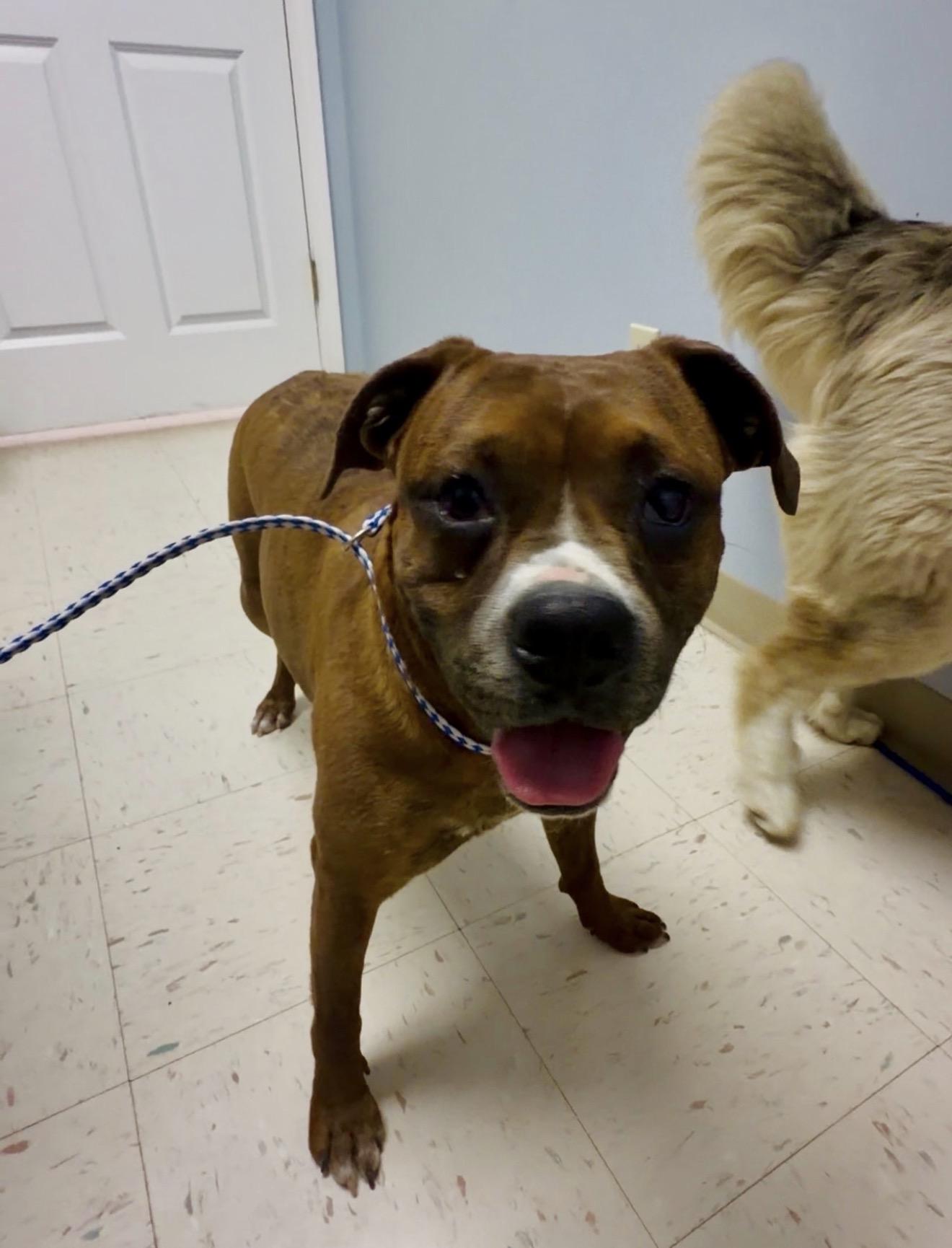 Enlarge Ruby, a ADOPTABLE mixed breed in Junction City, KY image 1/4