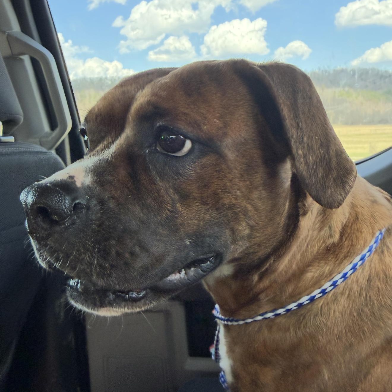 Enlarge Ruby, a ADOPTABLE mixed breed in Junction City, KY image 3/4