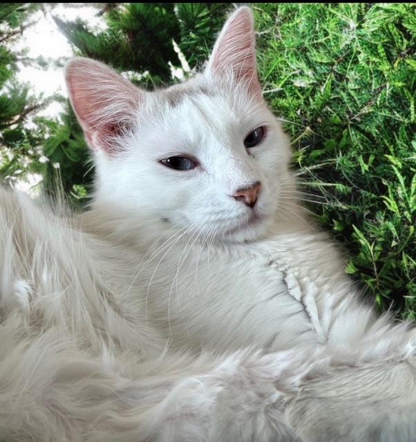 Charlotte Blanche Nepo Baby de Valois