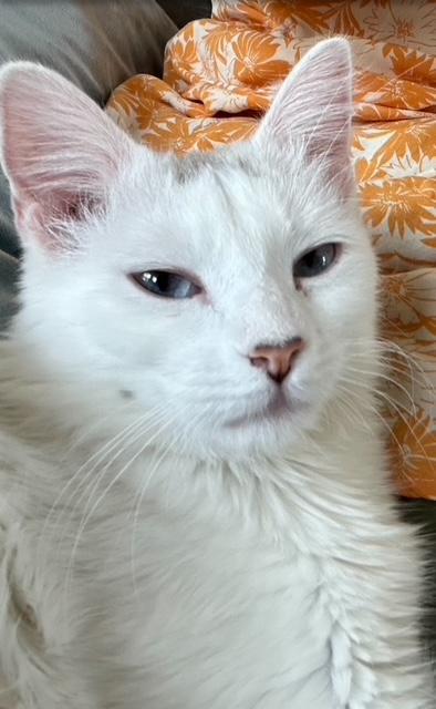 Charlotte Blanche Nepo Baby de Valois photo 5