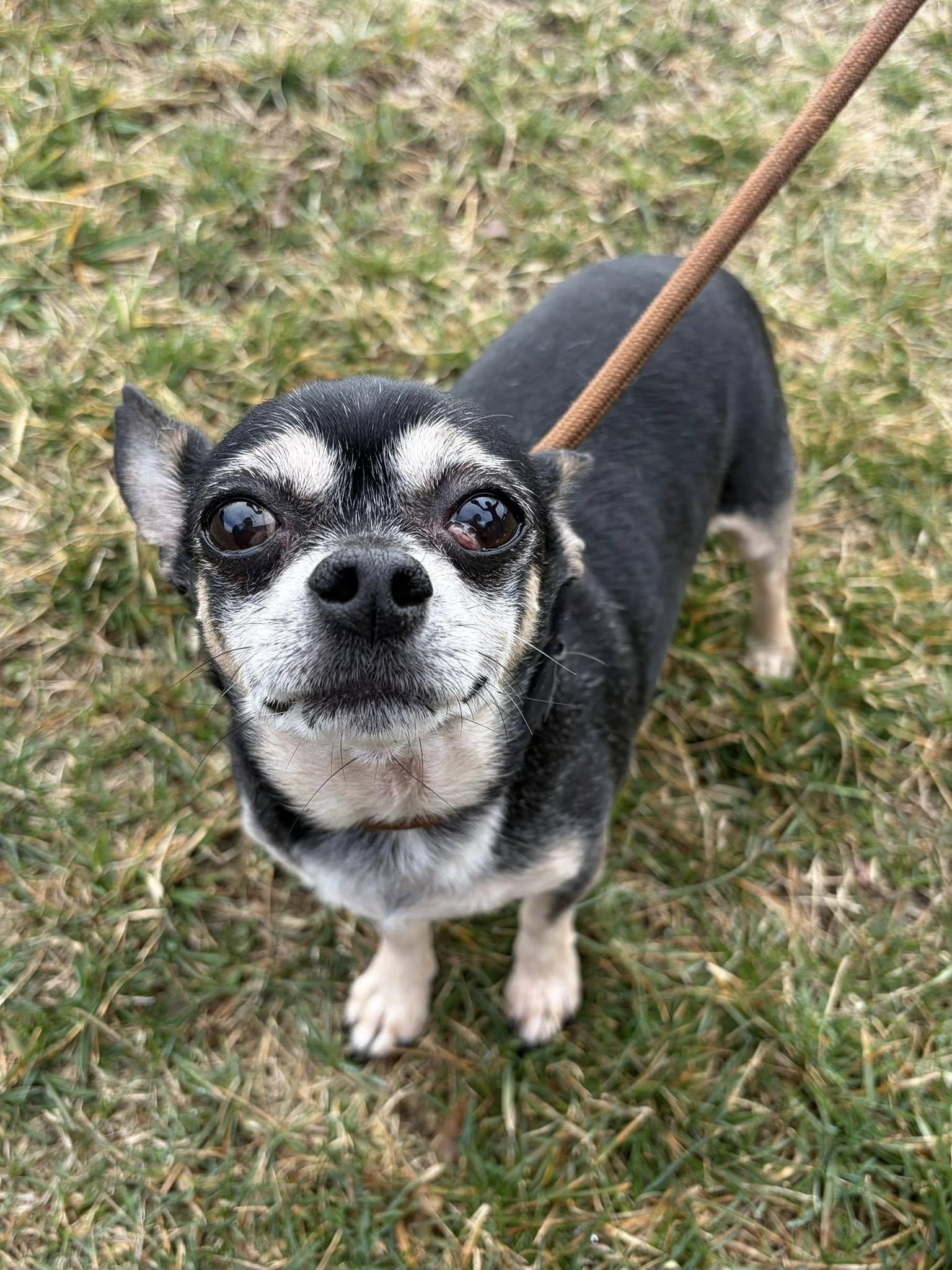 Enlarge Rocky, an adopted Chihuahua in Winchester, VA image 2/3