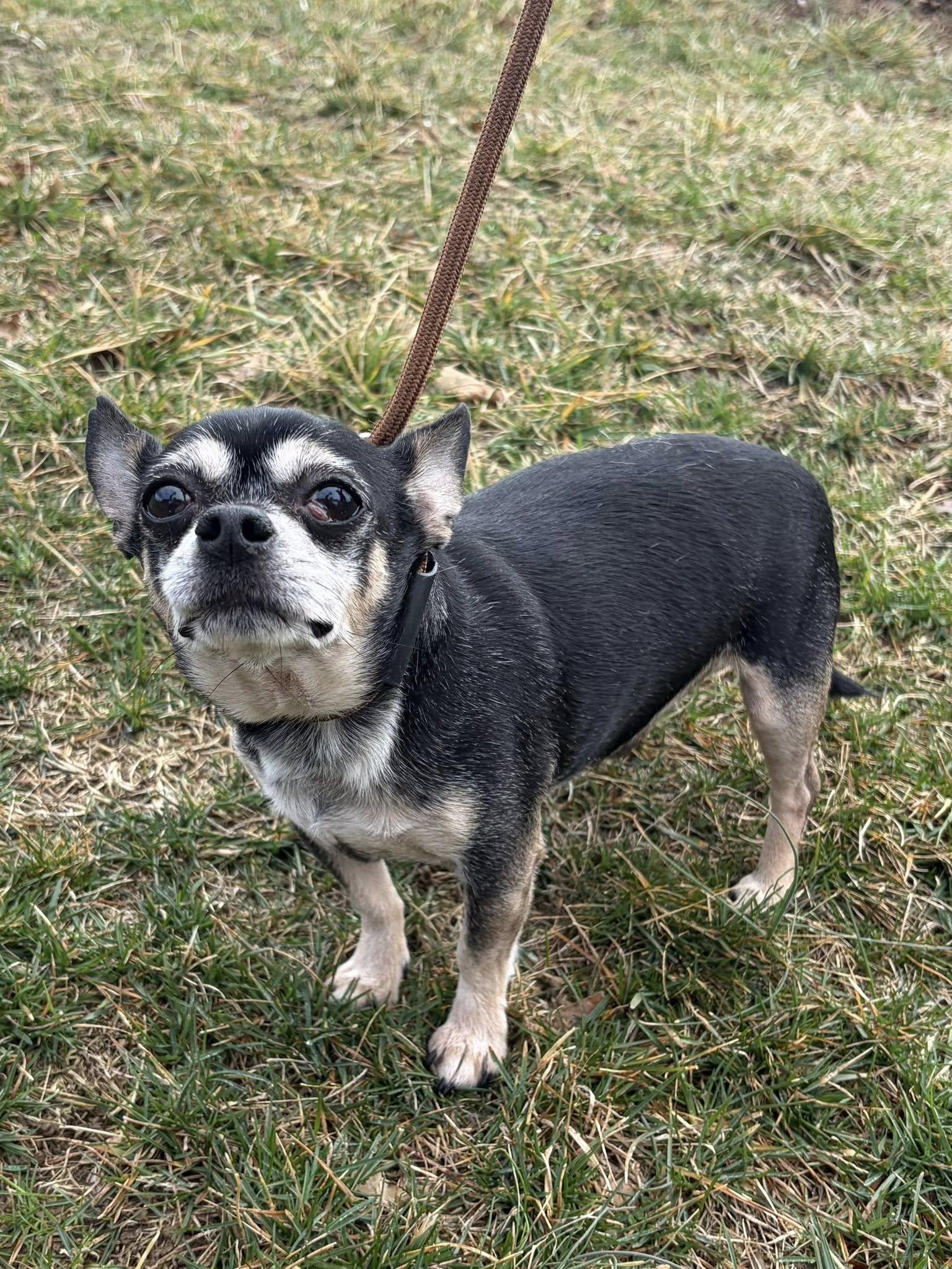 Enlarge Rocky, an adopted Chihuahua in Winchester, VA image 3/3