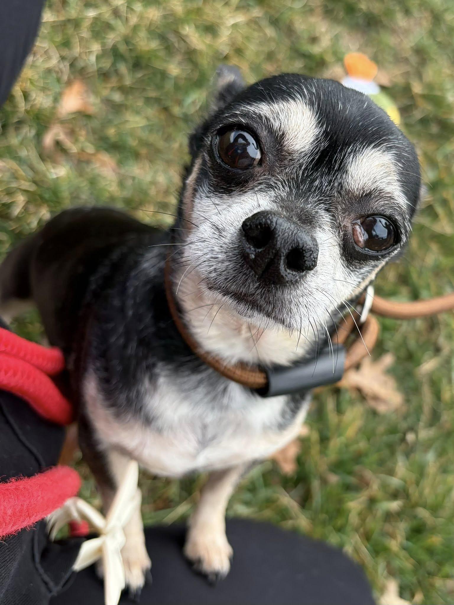 Enlarge Rocky, an adopted Chihuahua in Winchester, VA image 1/3