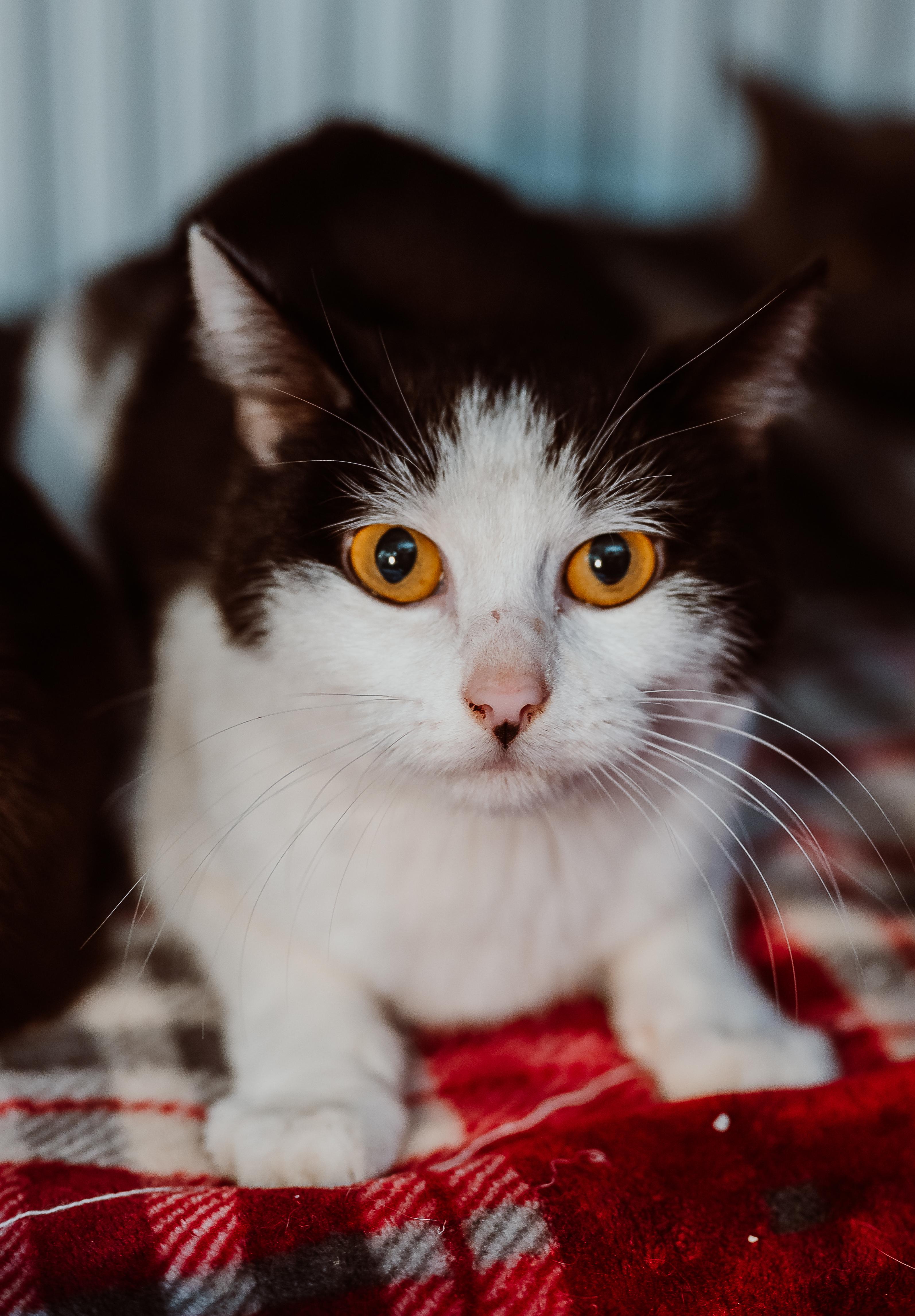 Enlarge Tanya, a ADOPTABLE Domestic Short Hair in Le Mars, IA image 1/1