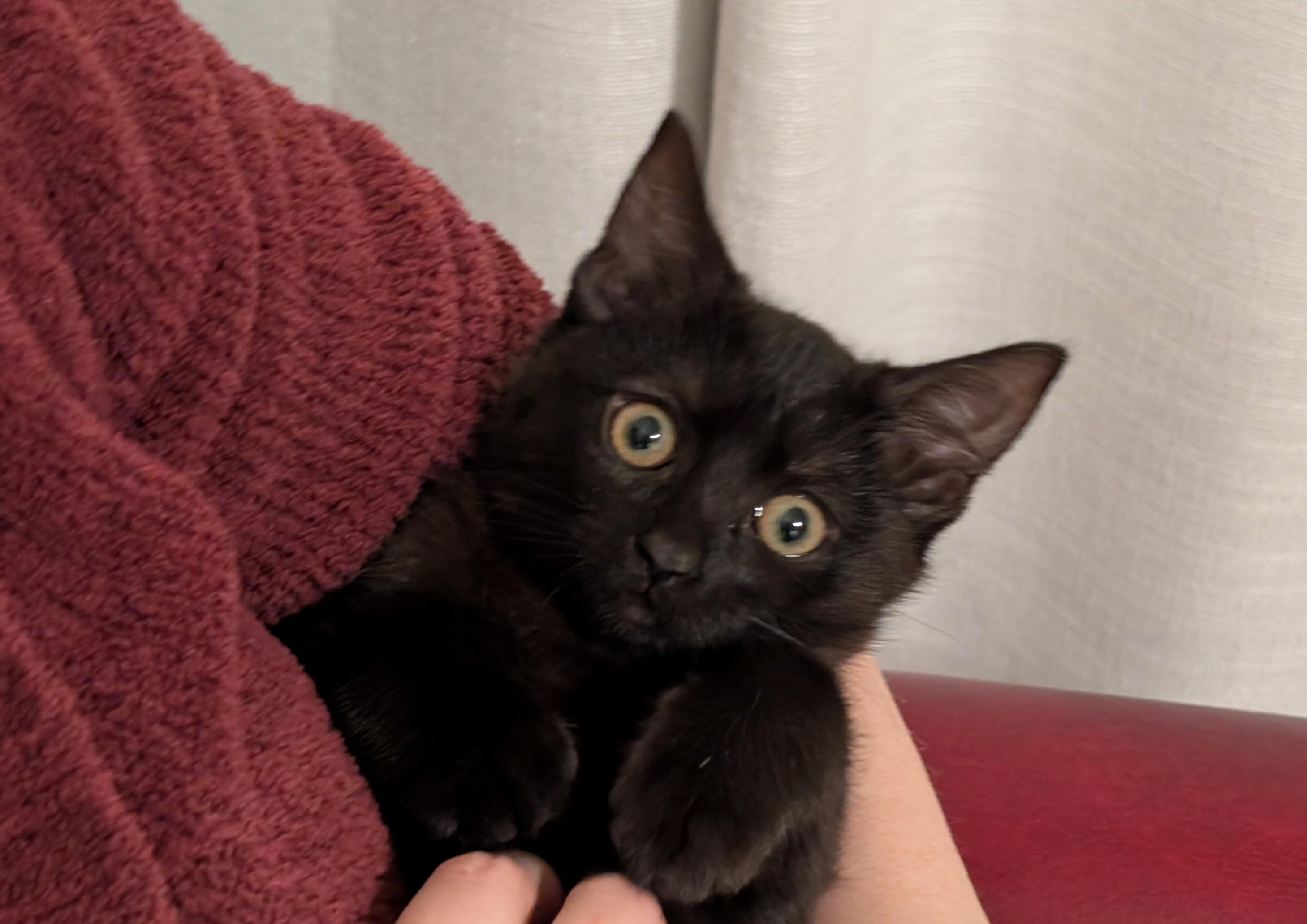 Luna, adopted, Kitten Female Bombay & Tabby.