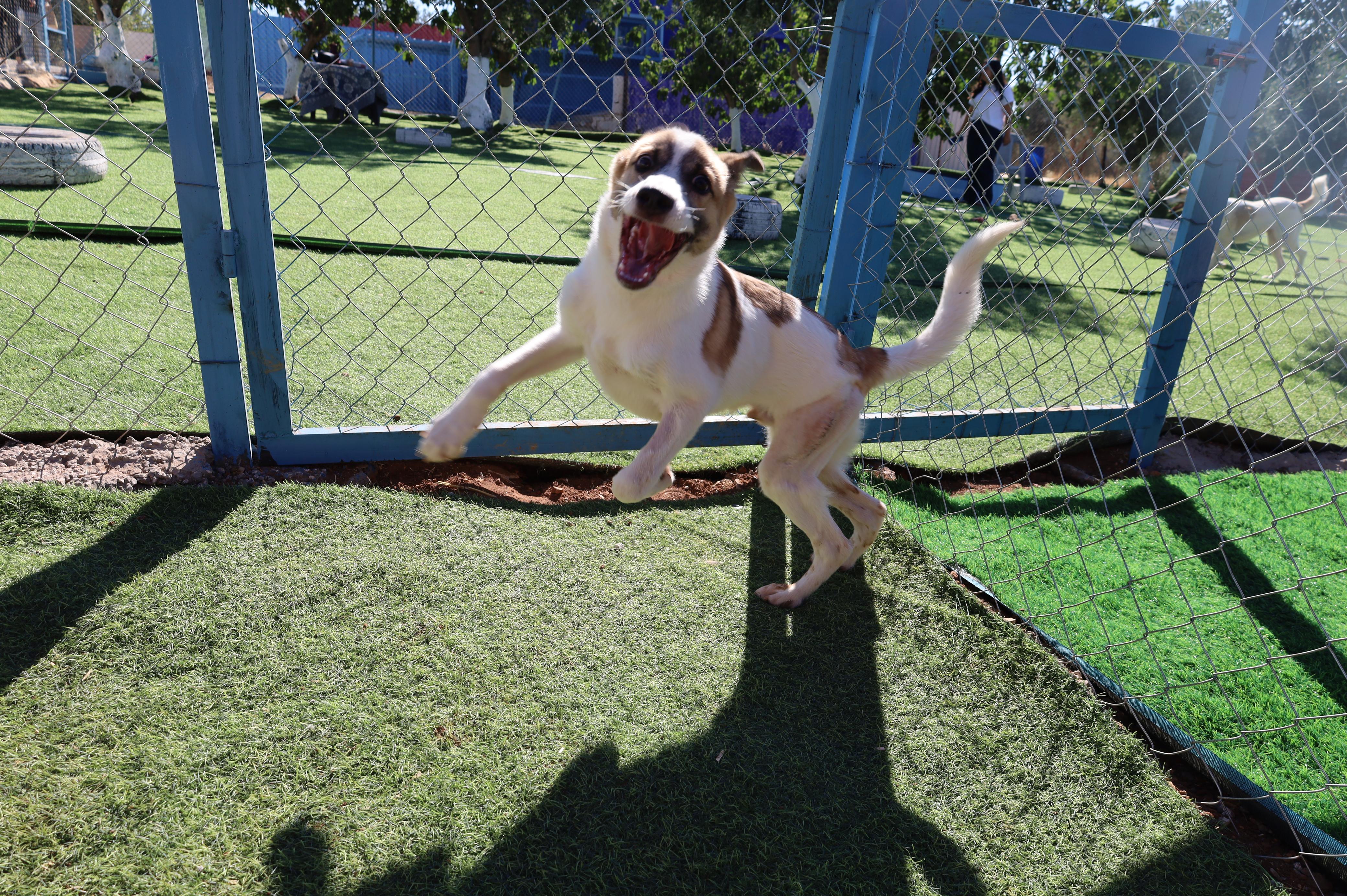 Enlarge Fareed, the Unique and Special Boy, a Adoptable mixed breed in Somerset, NJ image 1/6