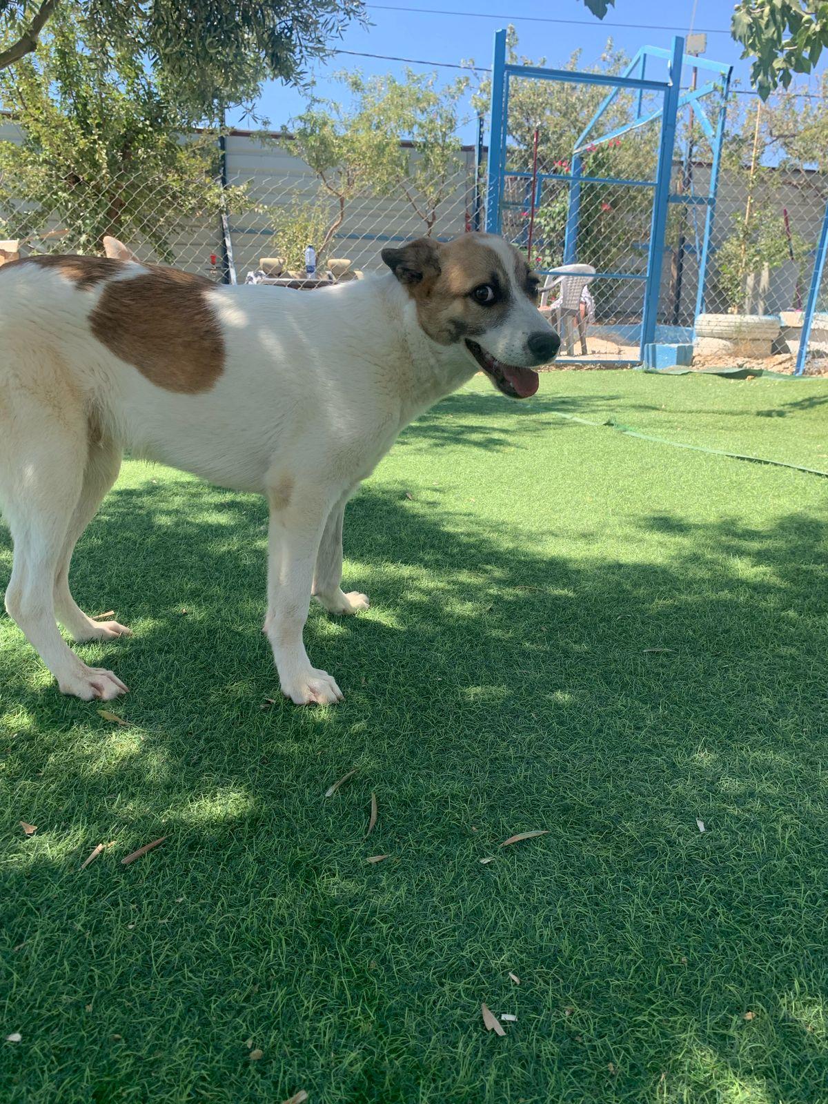 Enlarge Fareed, the Unique and Special Boy, a Adoptable mixed breed in Somerset, NJ image 5/6