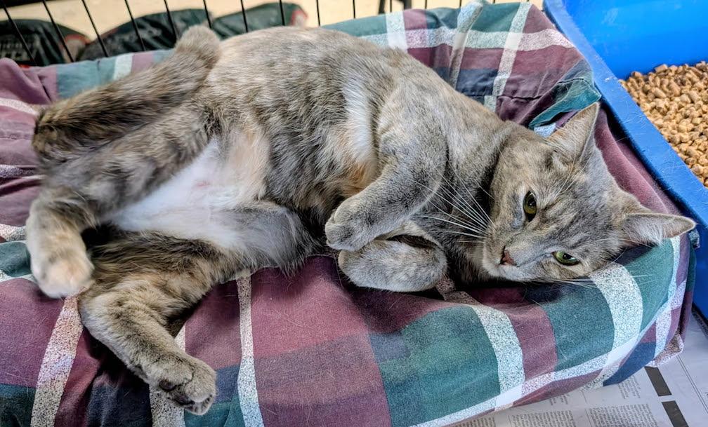Diamond, Adoptable, Young Female Domestic Short Hair.