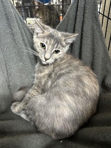 Diamond, Adoptable, Young Female Domestic Short Hair.