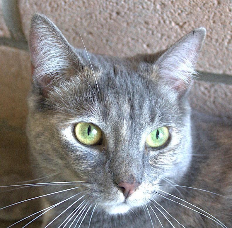 Diamond, a Adoptable Domestic Short Hair in Albemarle, NC image 2/3