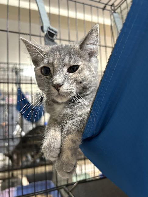 Diamond, a Adoptable Domestic Short Hair in Albemarle, NC image 2/2