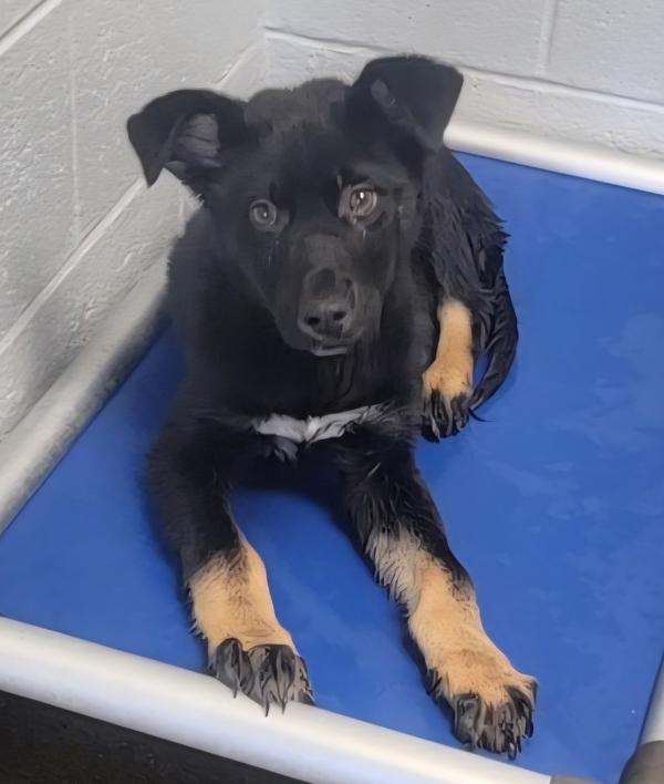 Ranger Ted — thumbnail 2