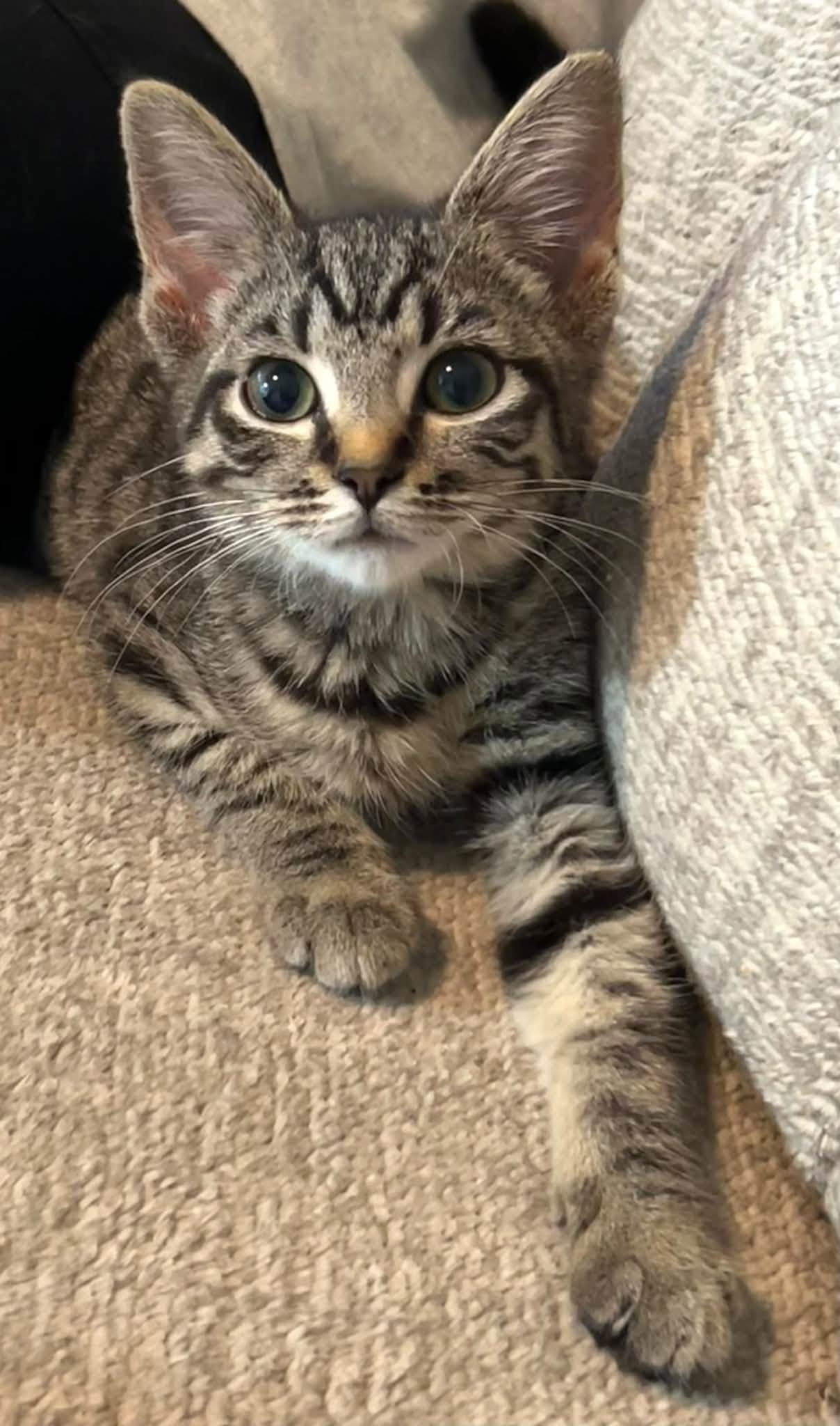 Enlarge Donny, a Adoptable Tabby in Beckley, WV image 1/5