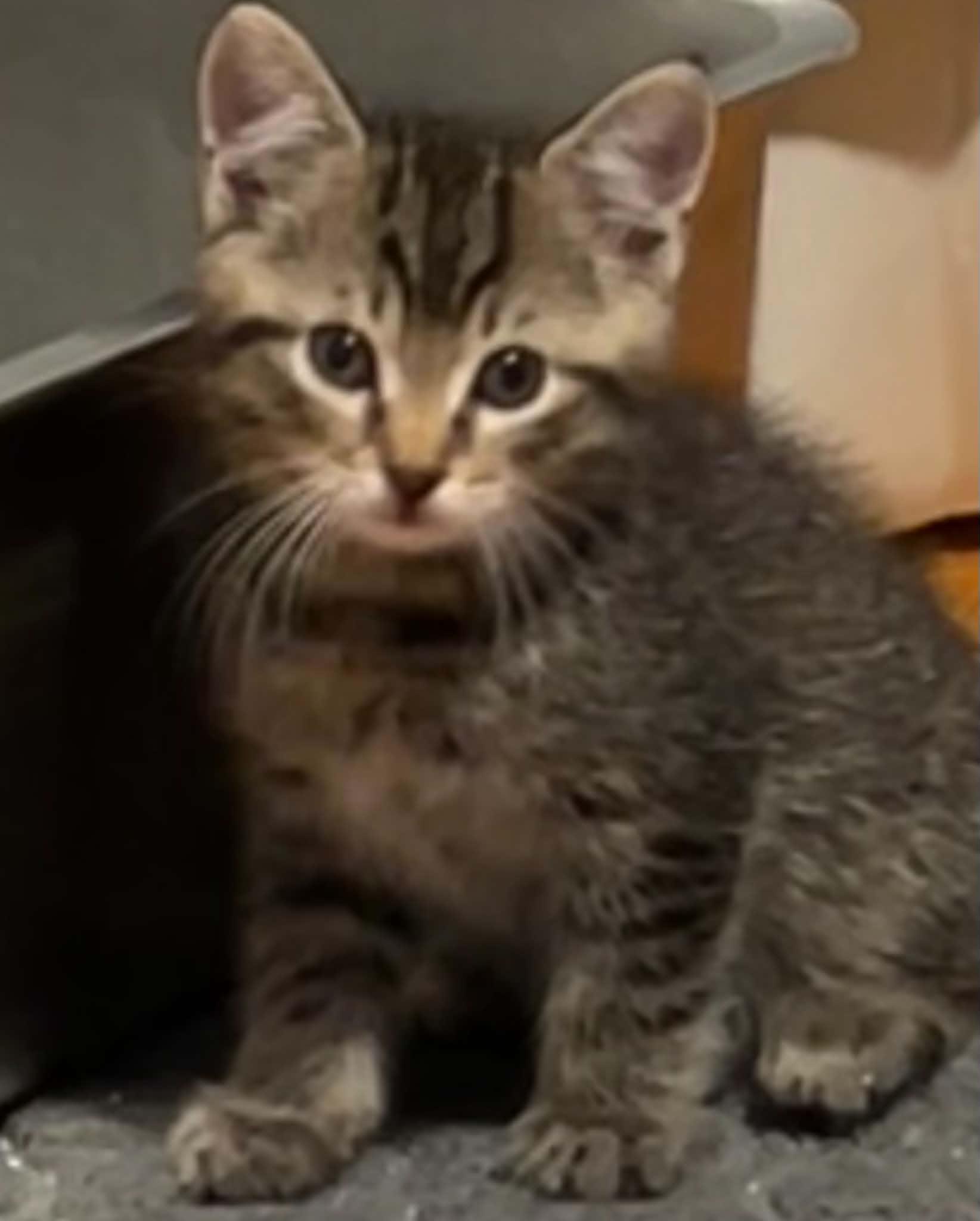 Enlarge Donny, a Adoptable Tabby in Beckley, WV image 4/5