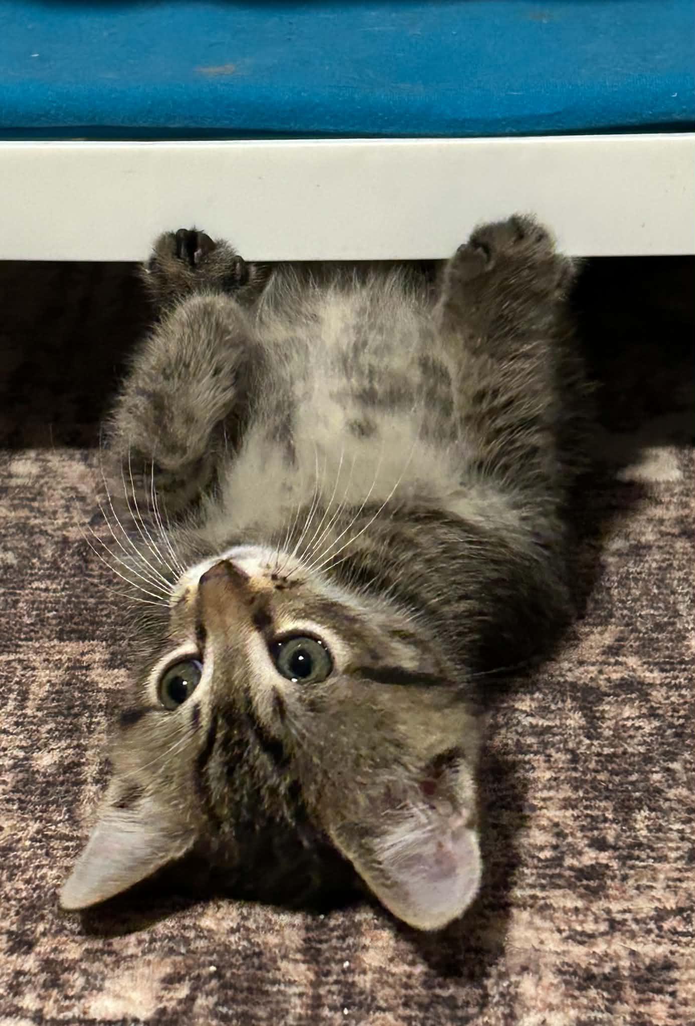 Enlarge Donny, a Adoptable Tabby in Beckley, WV image 3/5