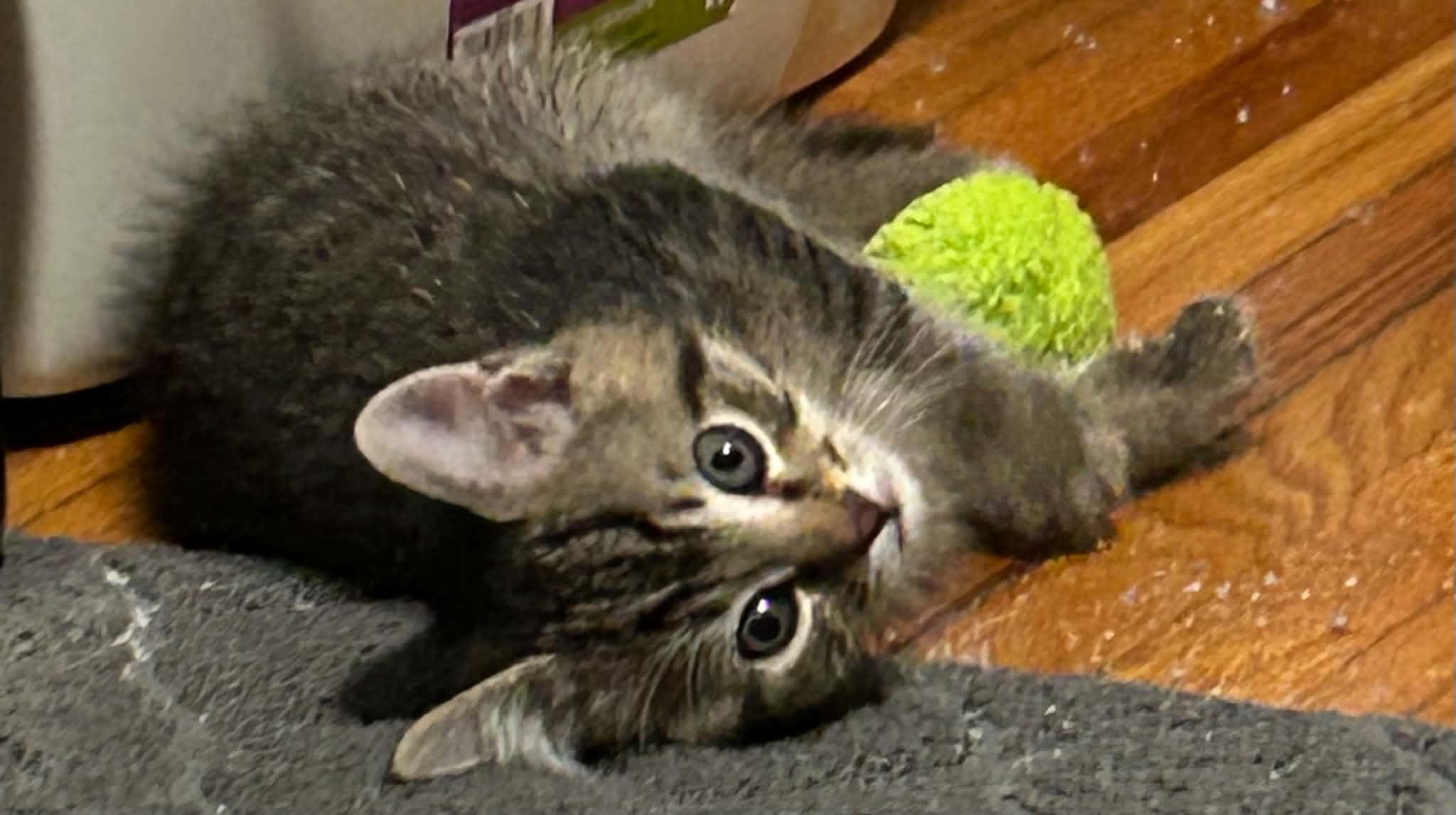 Enlarge Donny, a Adoptable Tabby in Beckley, WV image 2/5