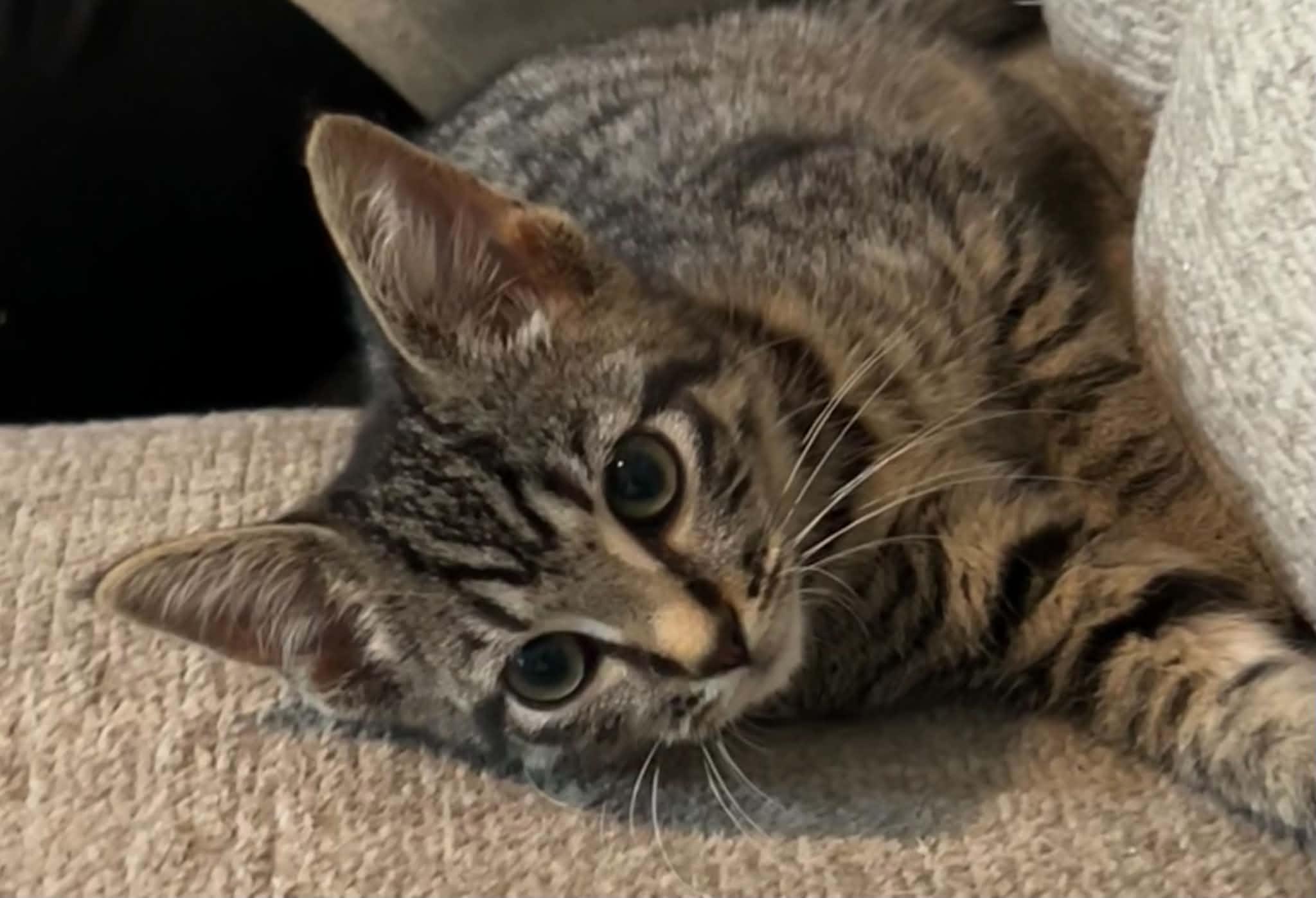 Enlarge Donny, a Adoptable Tabby in Beckley, WV image 5/5