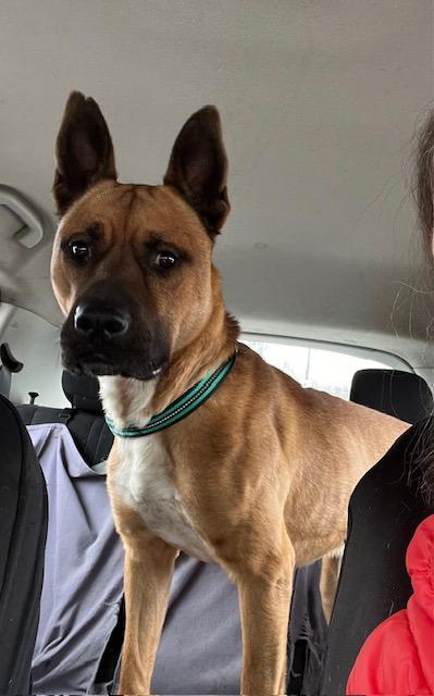 Enlarge Clark, a Adoptable mixed breed in Alexandria, VA image 1/1