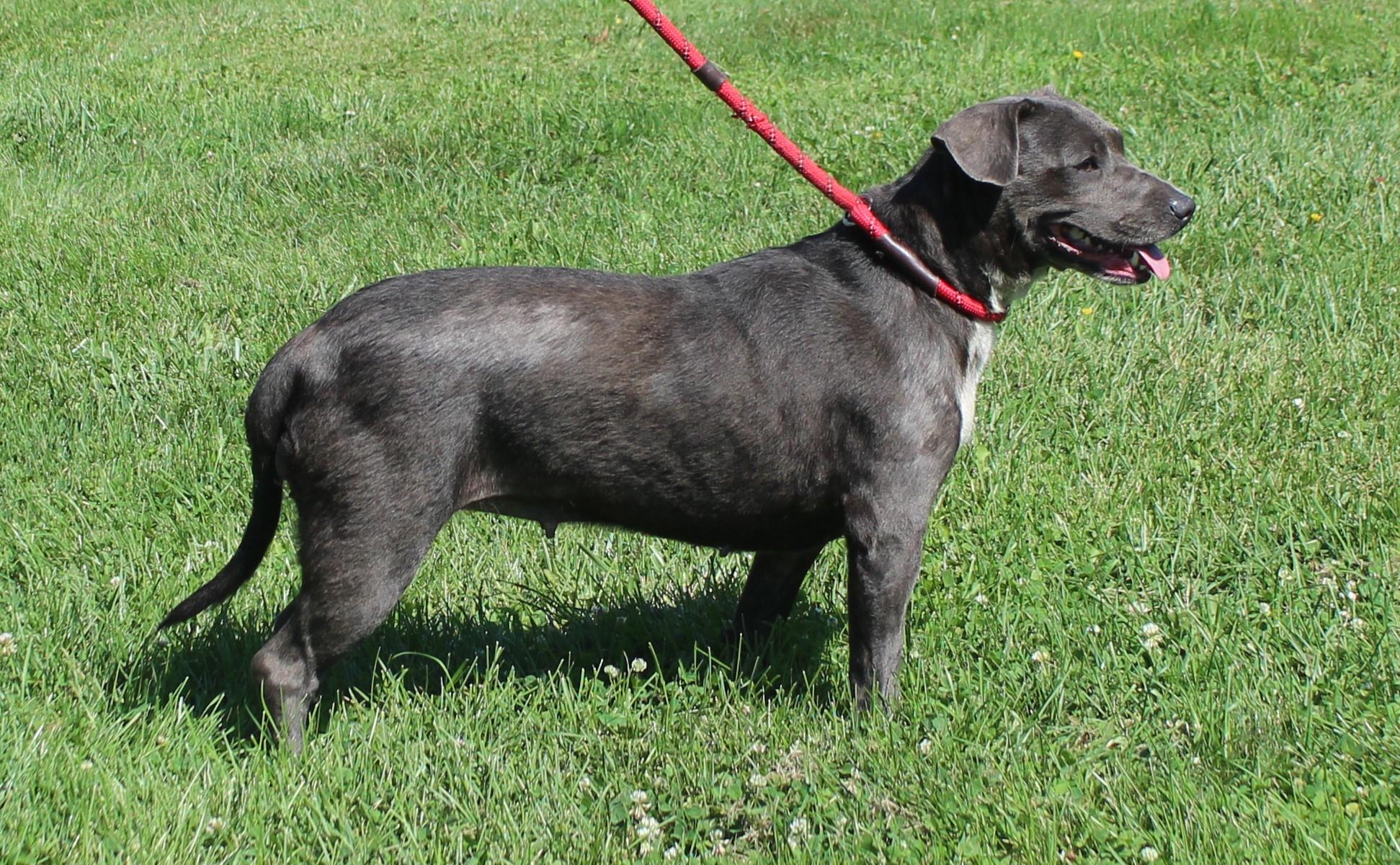Rosemary (12182), a ADOPTABLE mixed breed in Heath, OH image 2/2