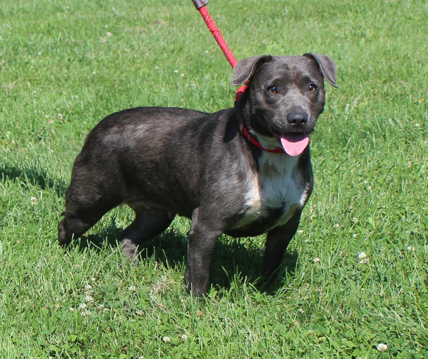 Rosemary (12182), ADOPTABLE, Adult Female Pit Bull Terrier & Beagle.