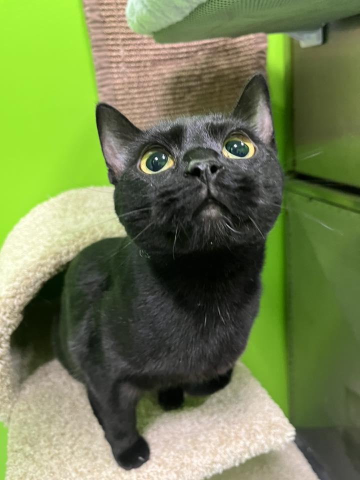 Beetle , ADOPTABLE, Adult Male Domestic Short Hair.