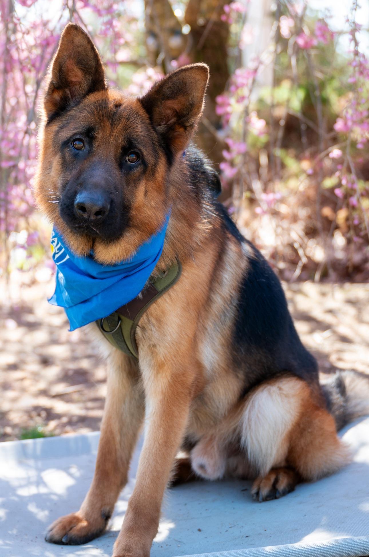 Thor