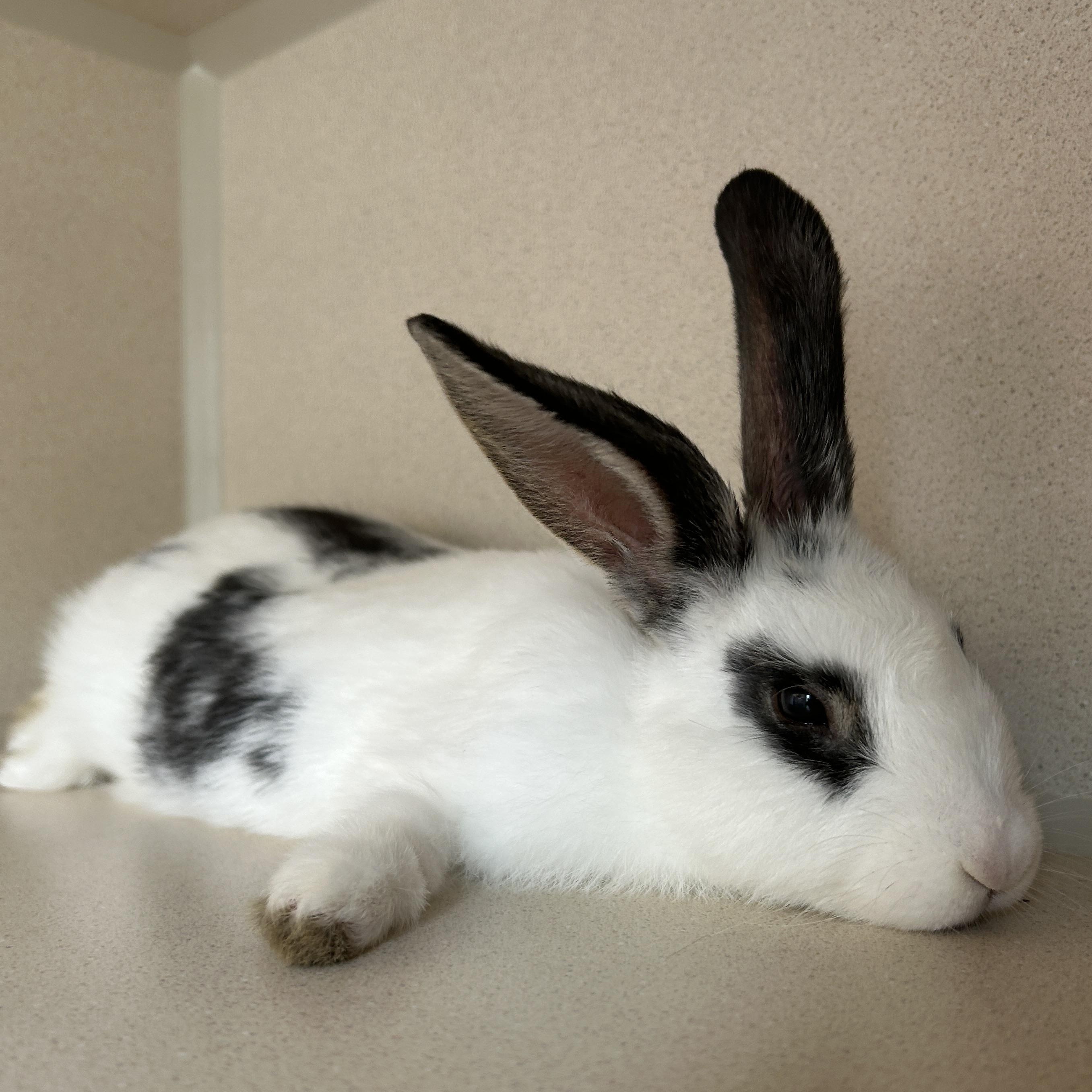 Enlarge Jenny Flint Esq., a Adopted Bunny Rabbit in Eatontown, NJ image 2/4