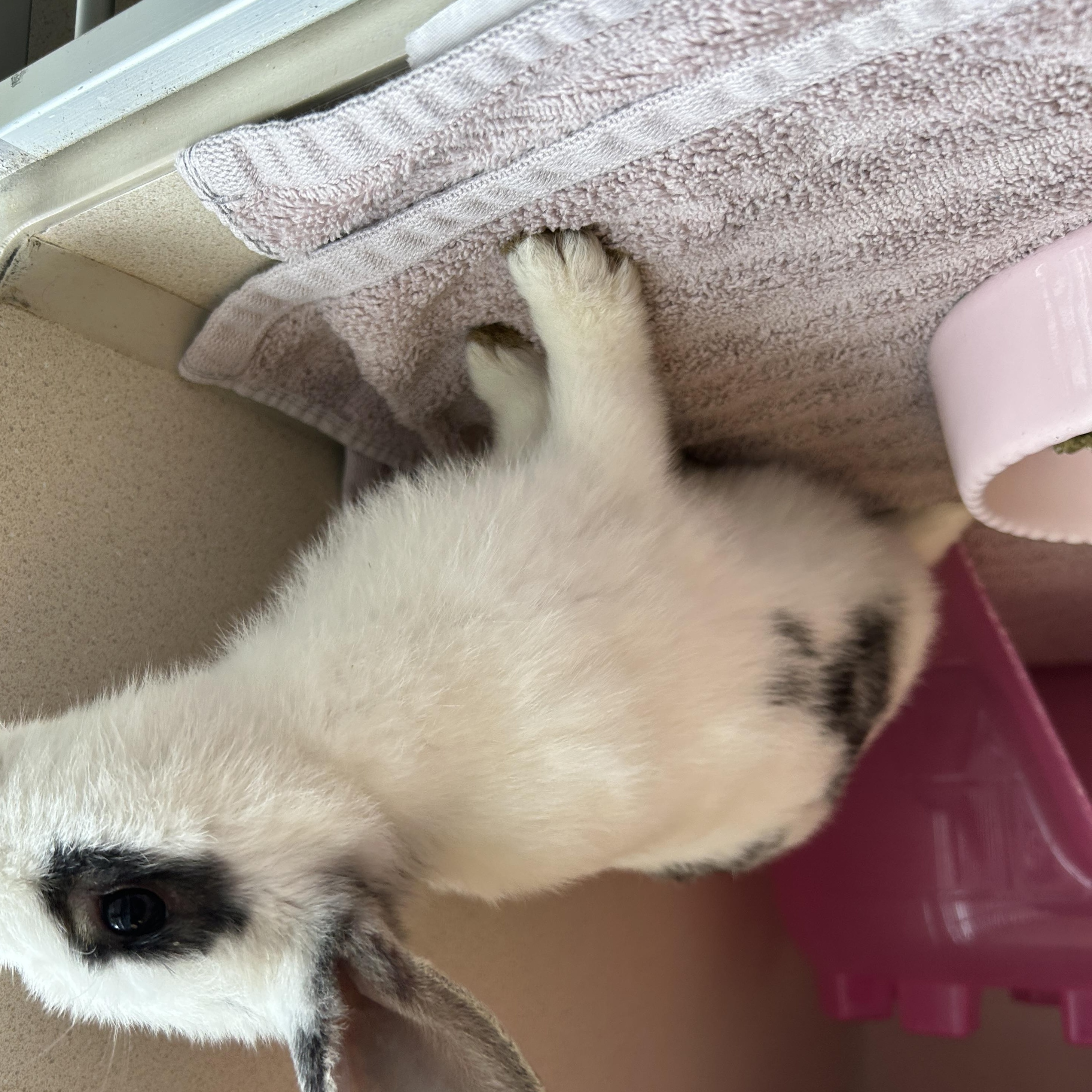 Enlarge Jenny Flint Esq., a Adopted Bunny Rabbit in Eatontown, NJ image 4/4