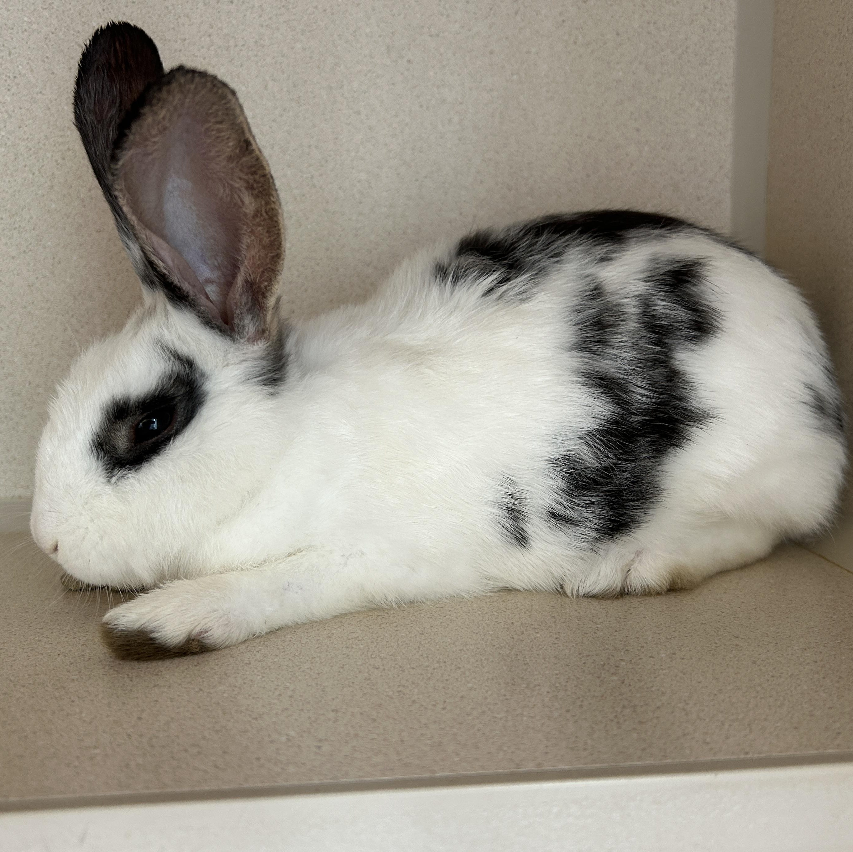 Jenny Flint Esq., Adopted, Young Female Bunny Rabbit.