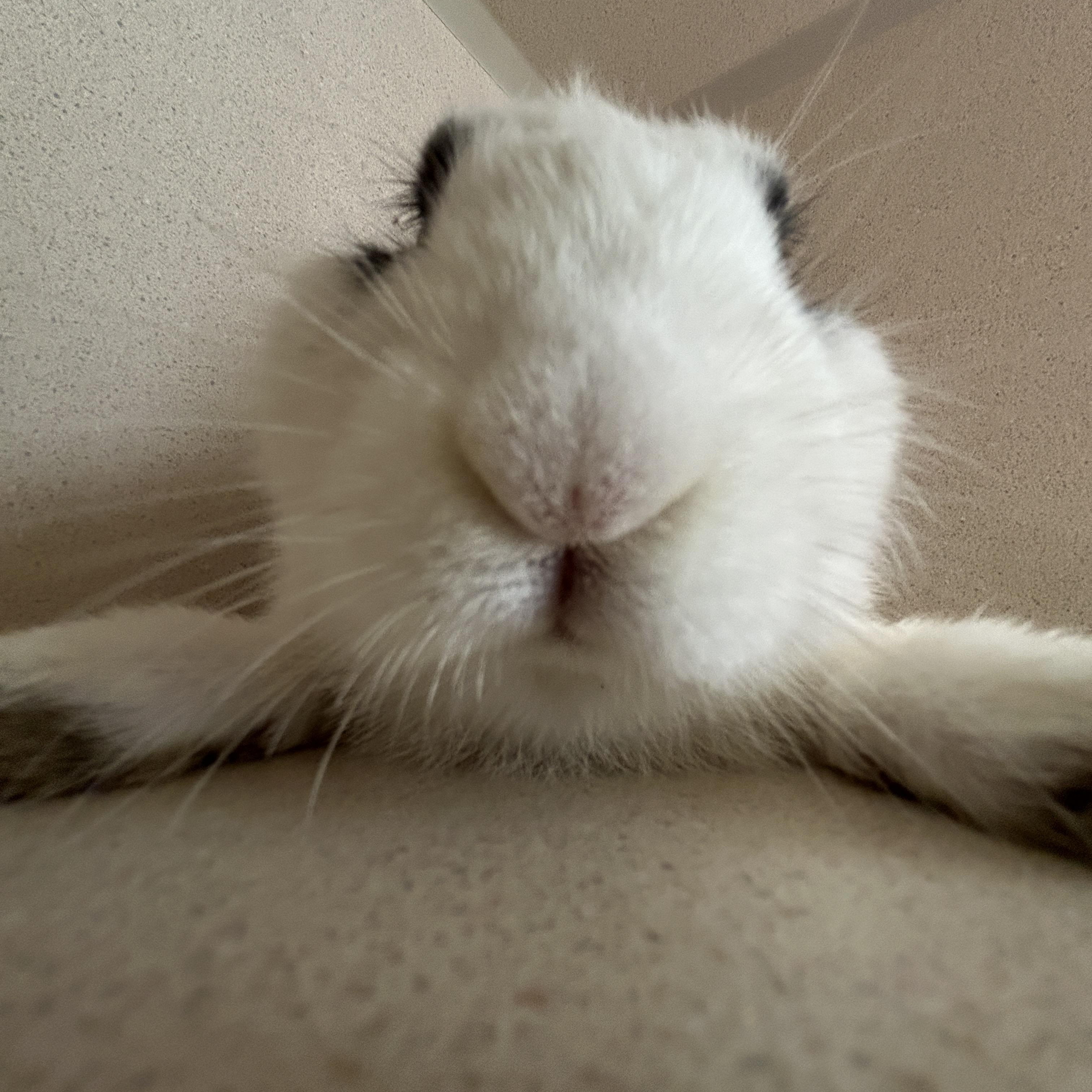 Enlarge Jenny Flint Esq., a Adopted Bunny Rabbit in Eatontown, NJ image 3/4