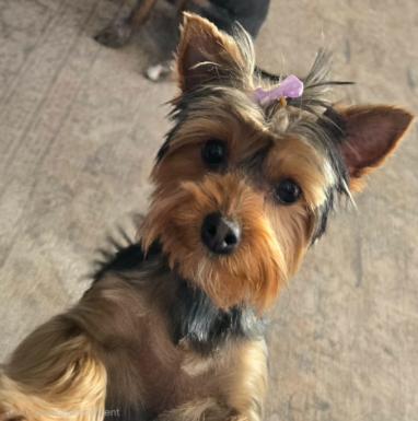 Enlarge Poppy , a ADOPTABLE Yorkshire Terrier in Providence, RI image 1/2