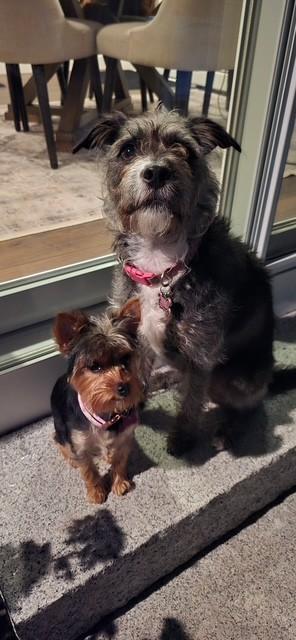 Enlarge Poppy , a ADOPTABLE Yorkshire Terrier in Providence, RI image 2/2