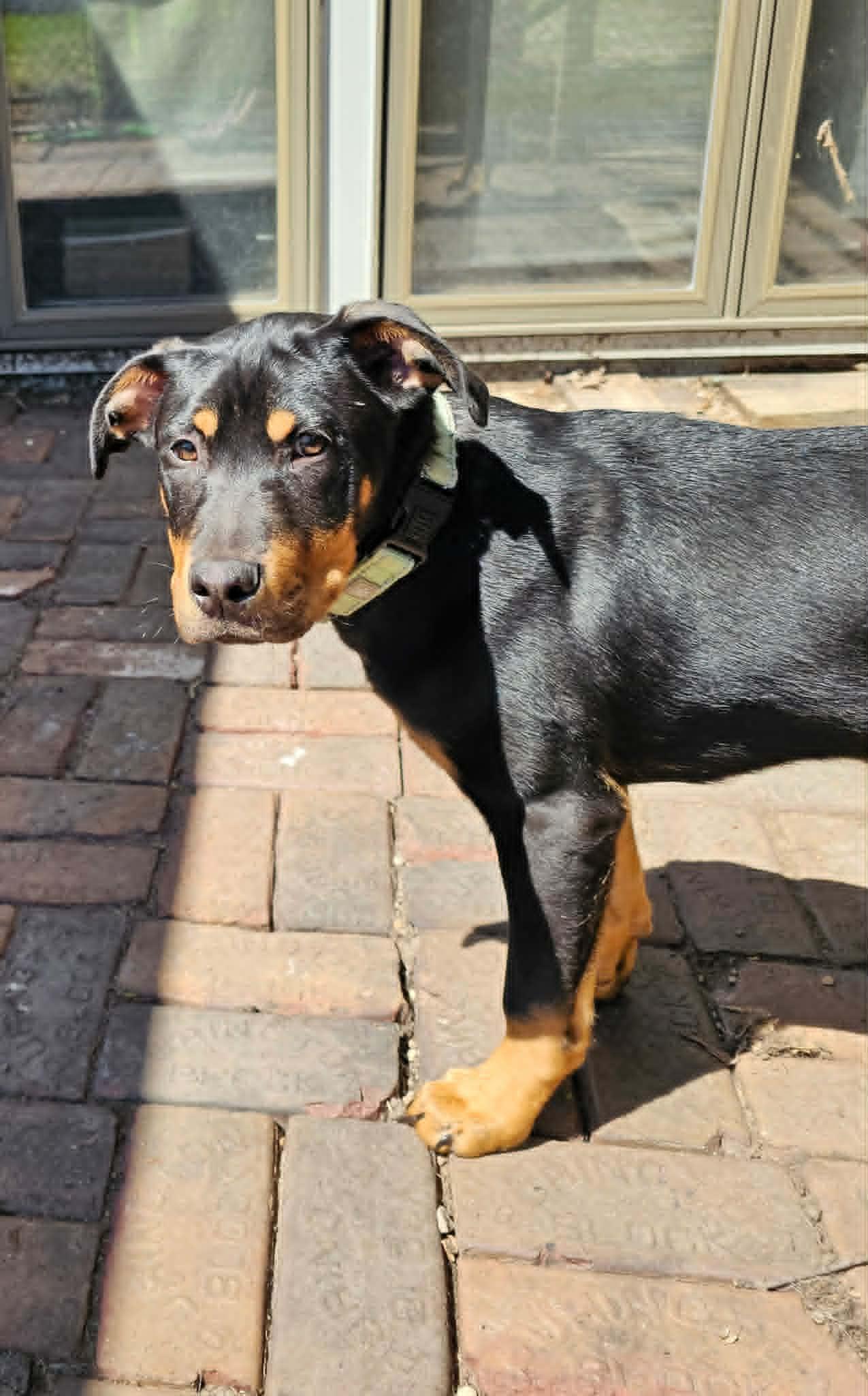 Josh, a ADOPTABLE mixed breed in De Pere, WI image 1/5