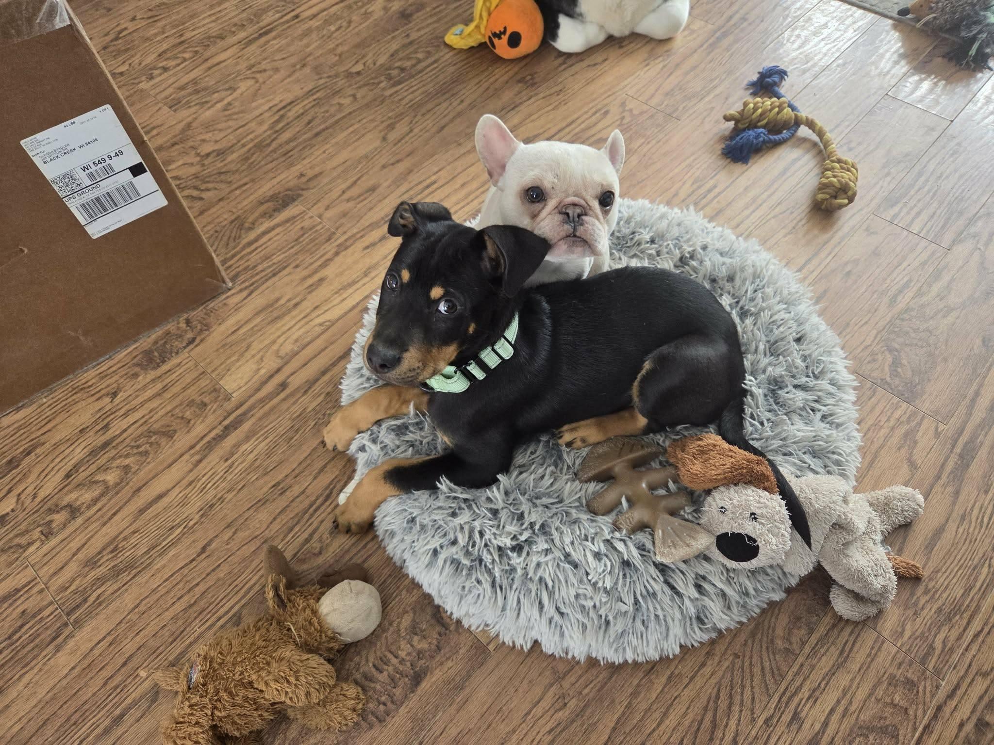 Enlarge Josh, a ADOPTABLE mixed breed in De Pere, WI image 4/4