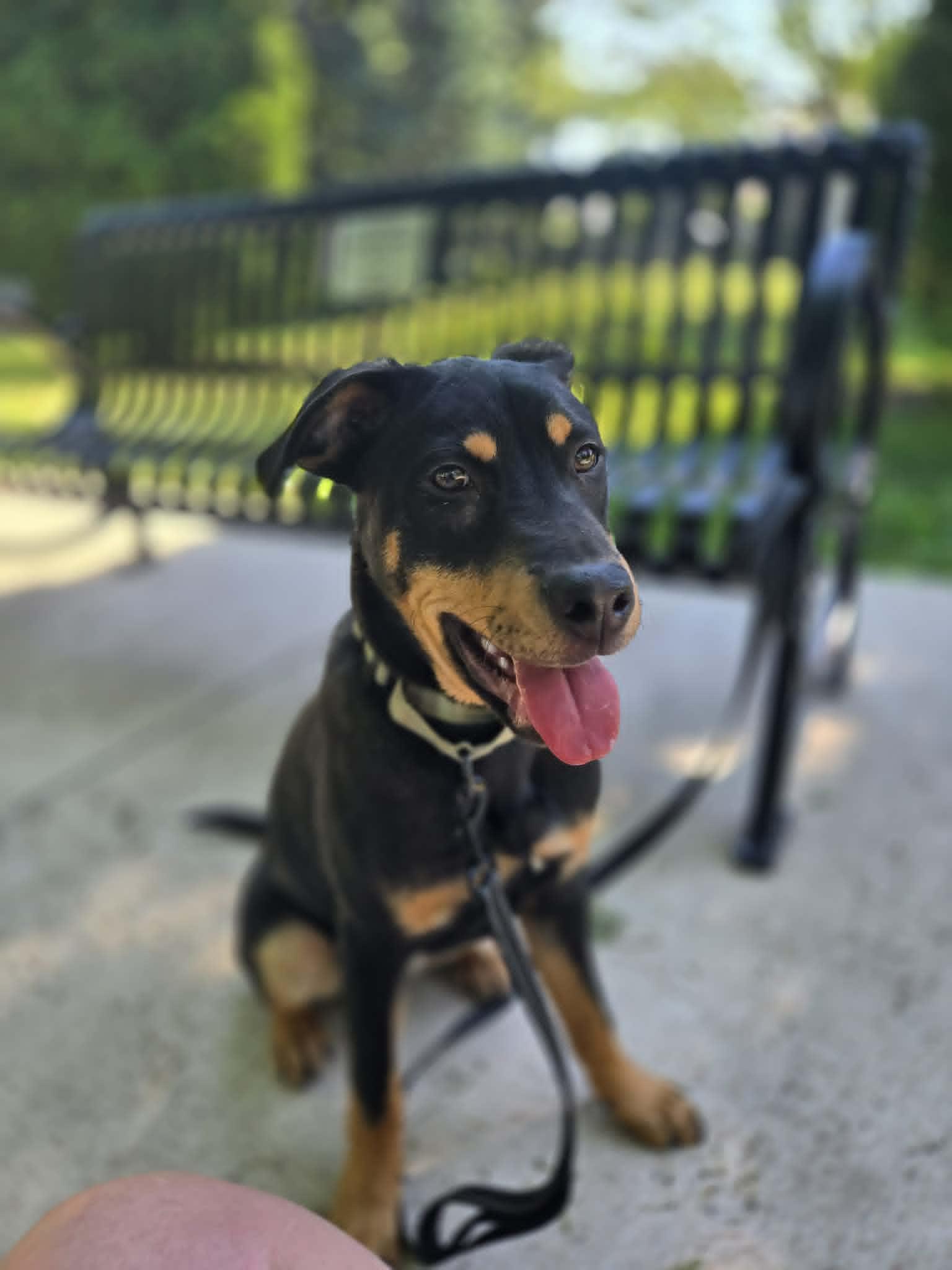 Josh, a ADOPTABLE mixed breed in De Pere, WI image 3/6