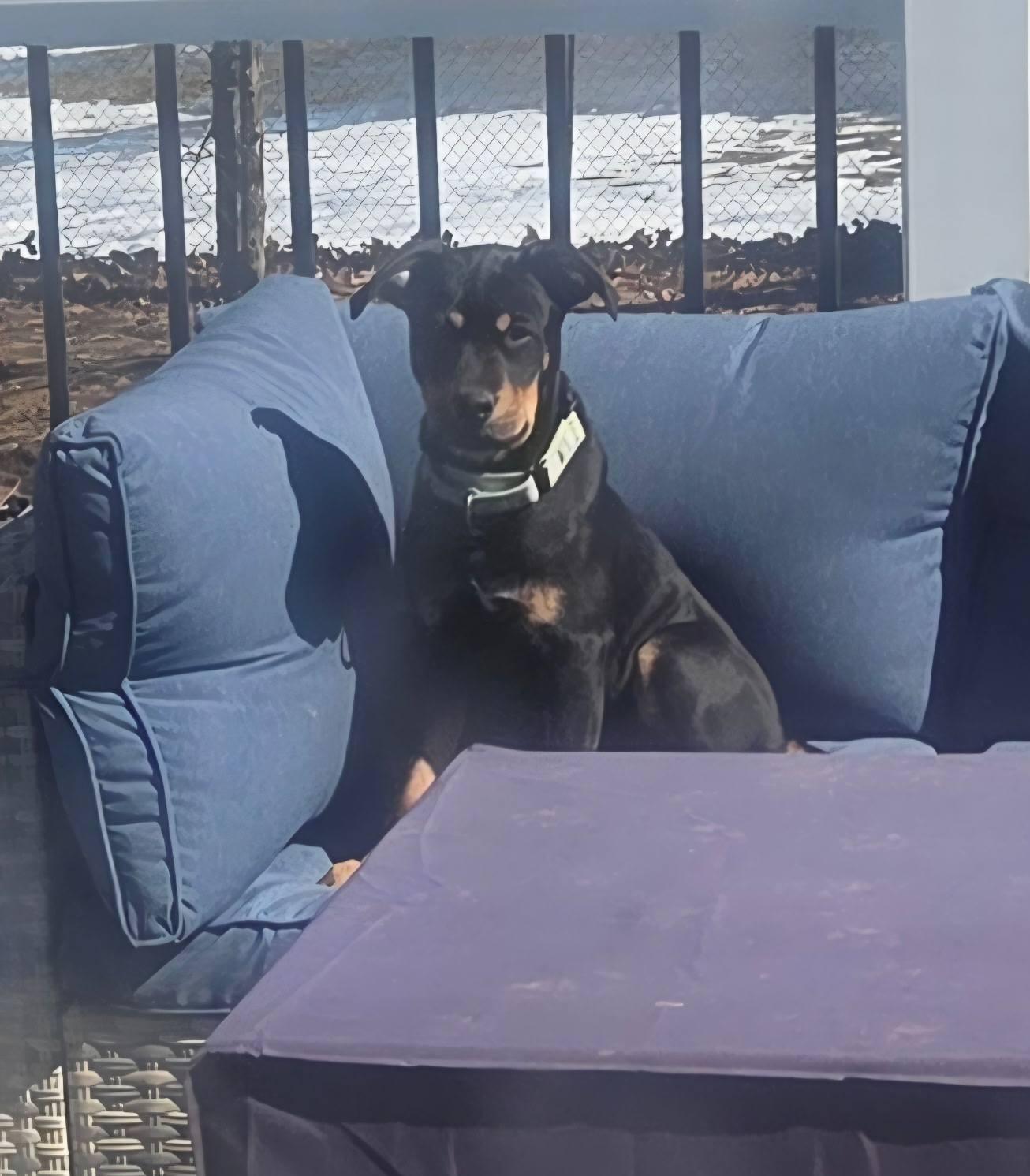 Josh, ADOPTABLE, Puppy Male Shepherd.