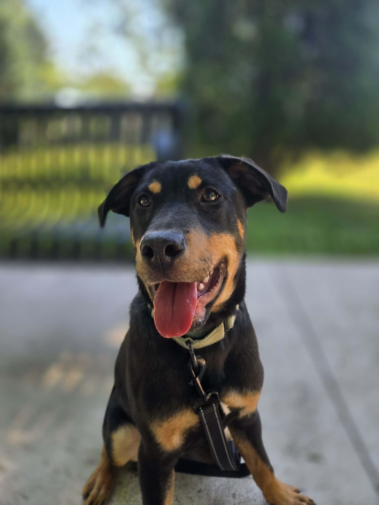 Josh, a ADOPTABLE mixed breed in De Pere, WI image 1/6