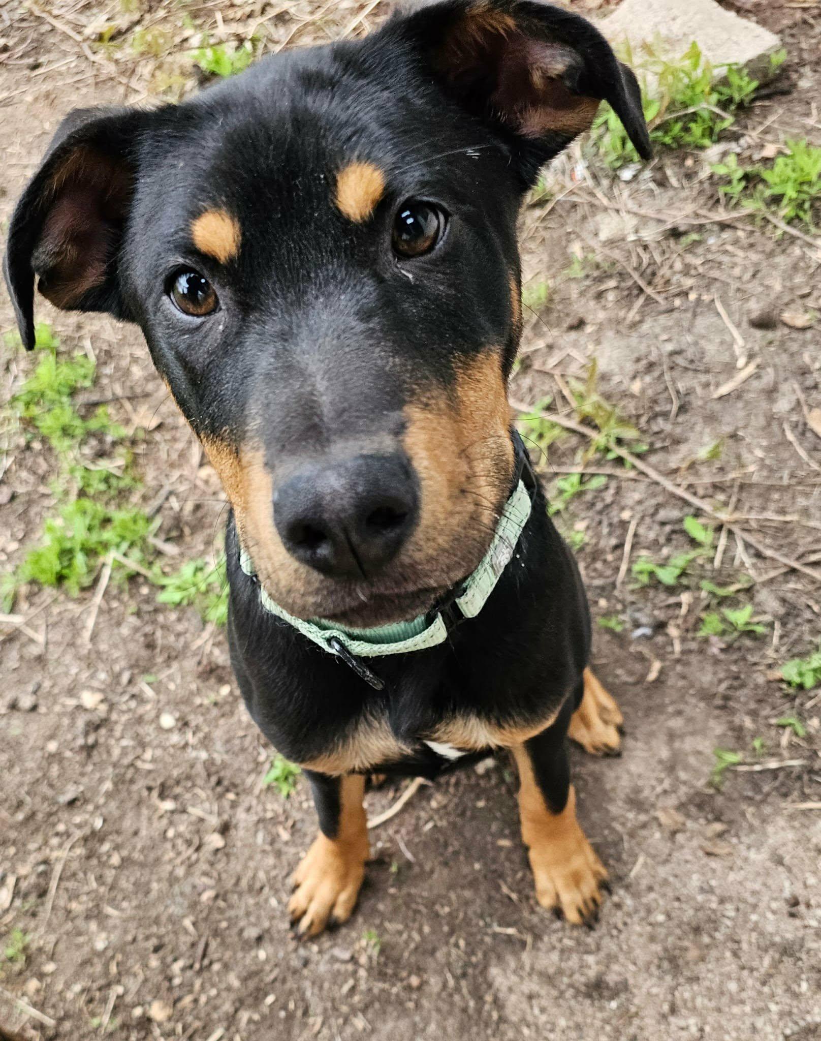 Josh, a ADOPTABLE mixed breed in De Pere, WI image 2/5