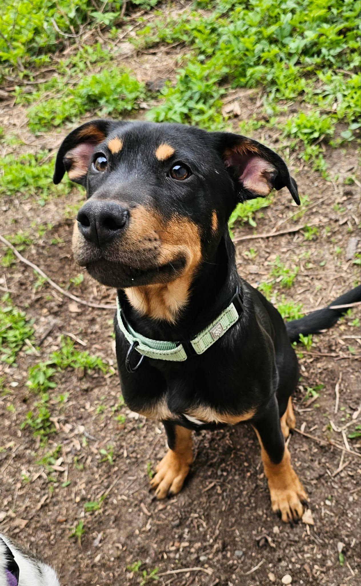 Josh, a ADOPTABLE mixed breed in De Pere, WI image 3/5