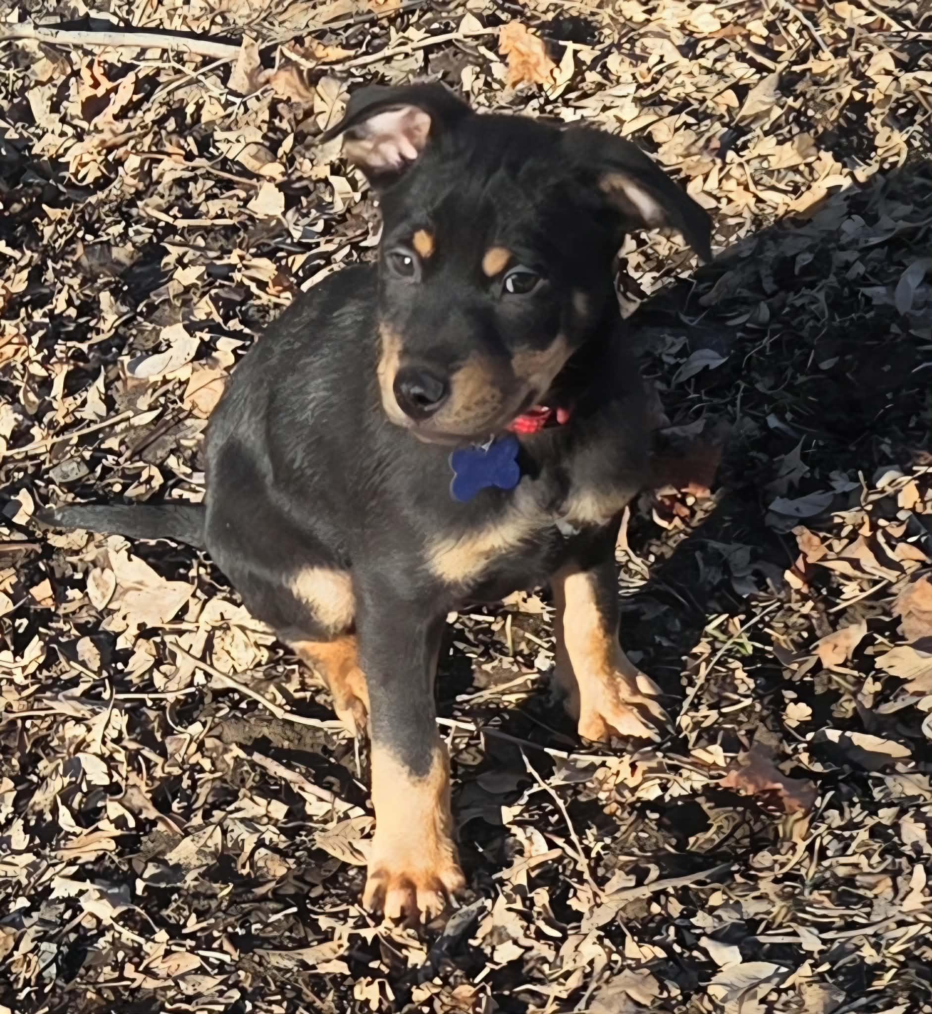 Josh, a ADOPTABLE mixed breed in De Pere, WI image 4/4