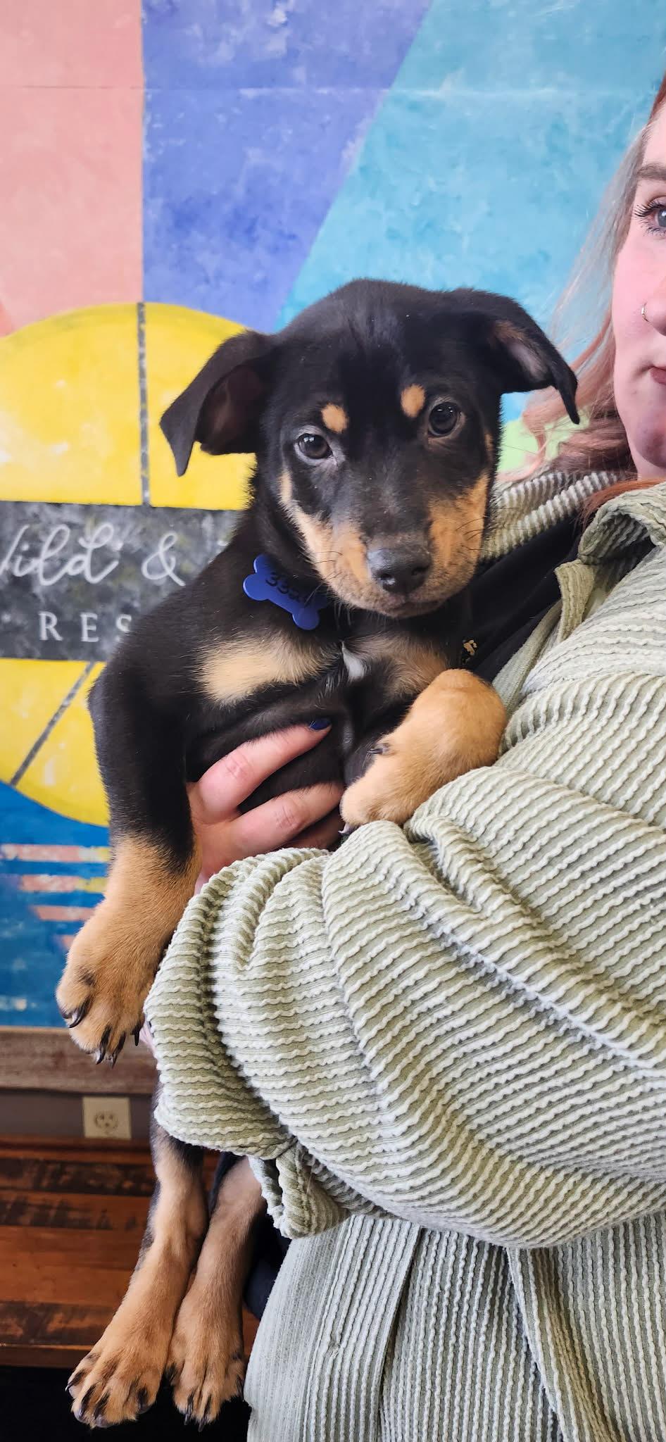 Josh, a ADOPTABLE mixed breed in De Pere, WI image 2/4