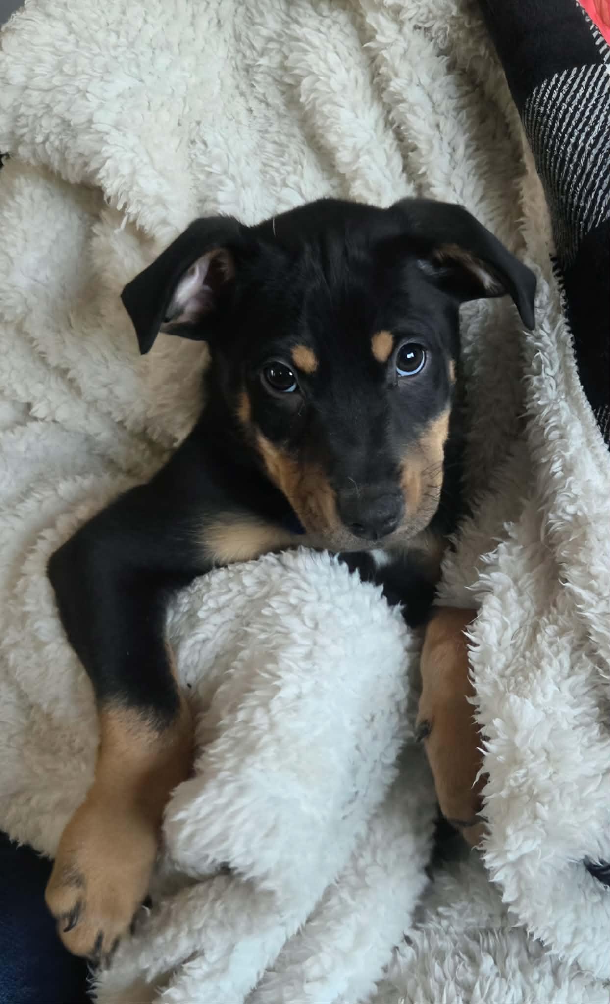 Josh, ADOPTABLE, Puppy Male Shepherd.