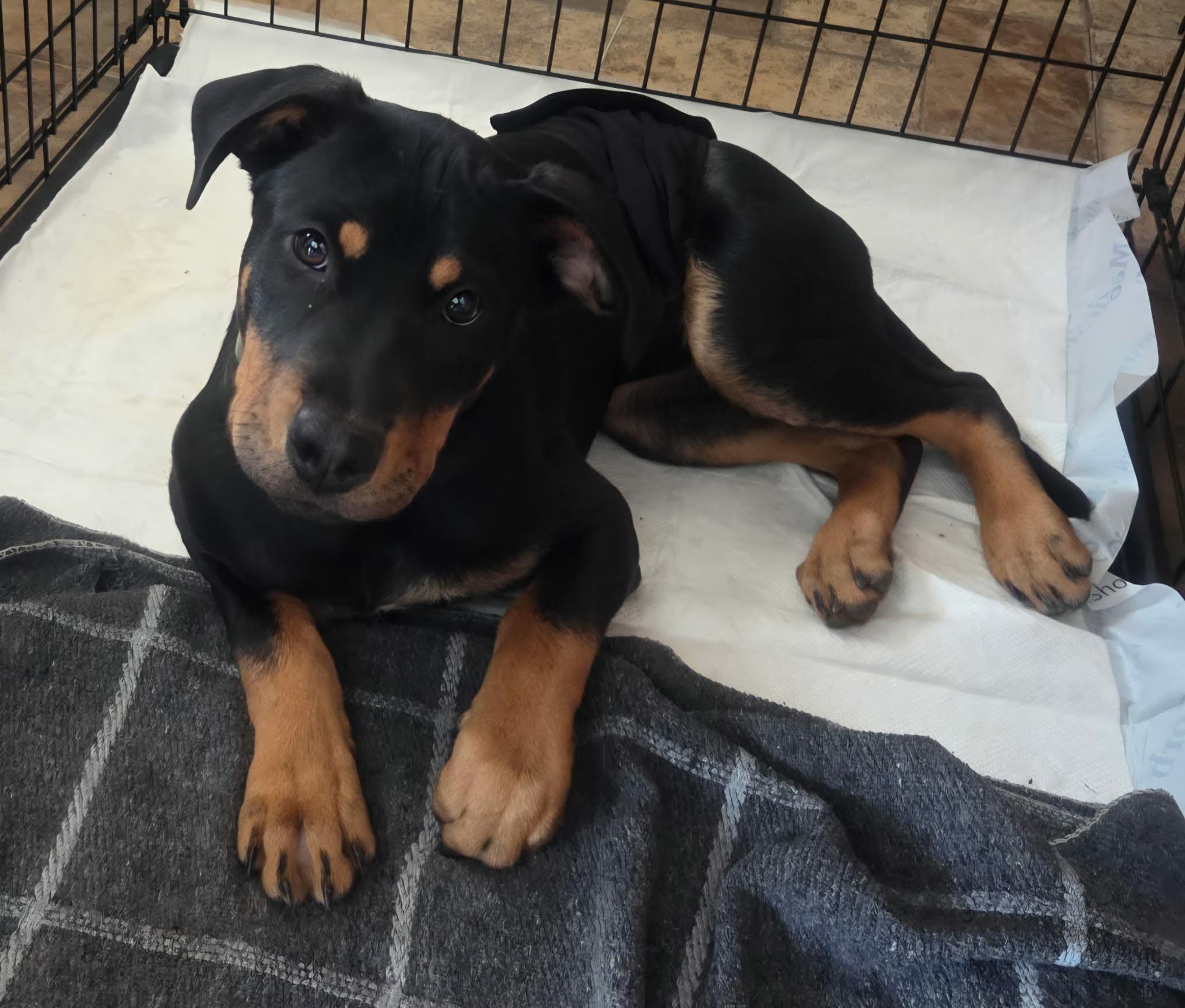 Enlarge Josh, a ADOPTABLE mixed breed in De Pere, WI image 1/3