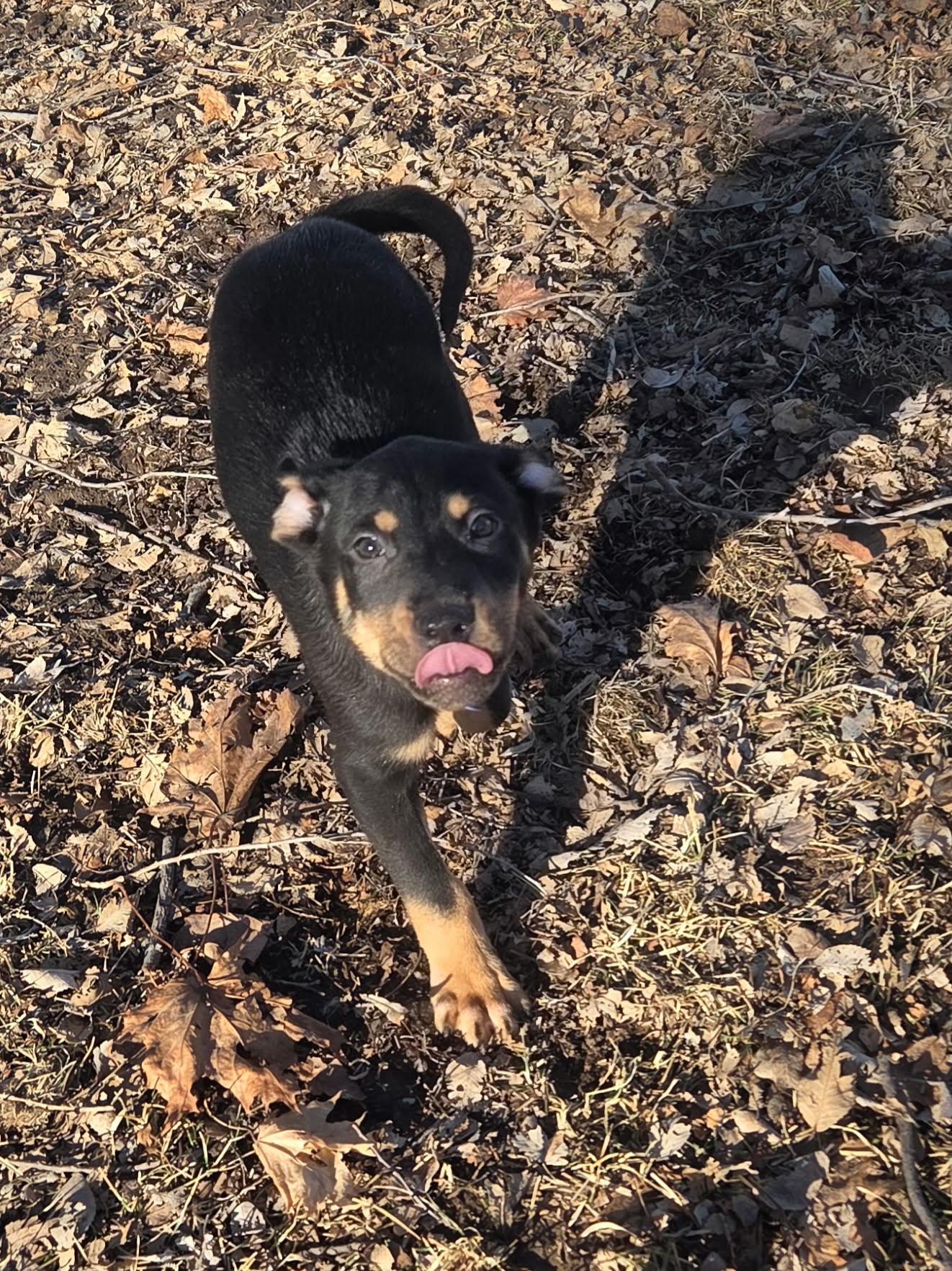 Josh, a ADOPTABLE mixed breed in De Pere, WI image 3/4
