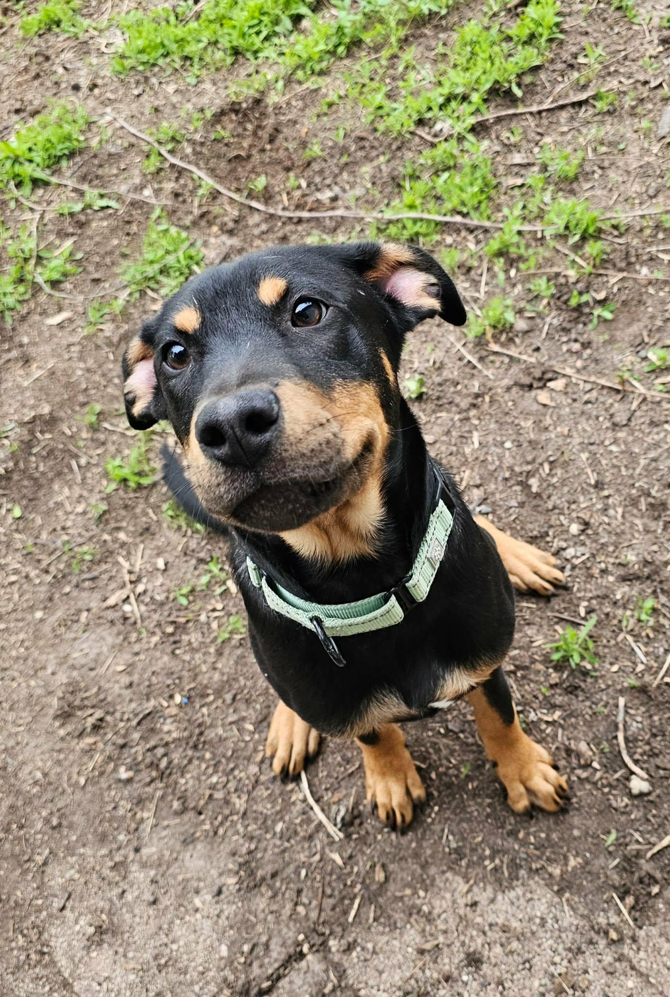 Josh, a ADOPTABLE mixed breed in De Pere, WI image 4/5